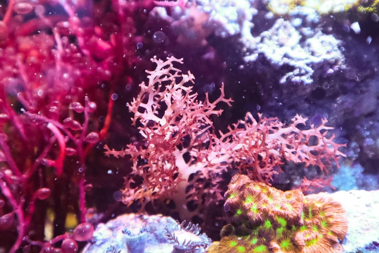 Porteria sp.