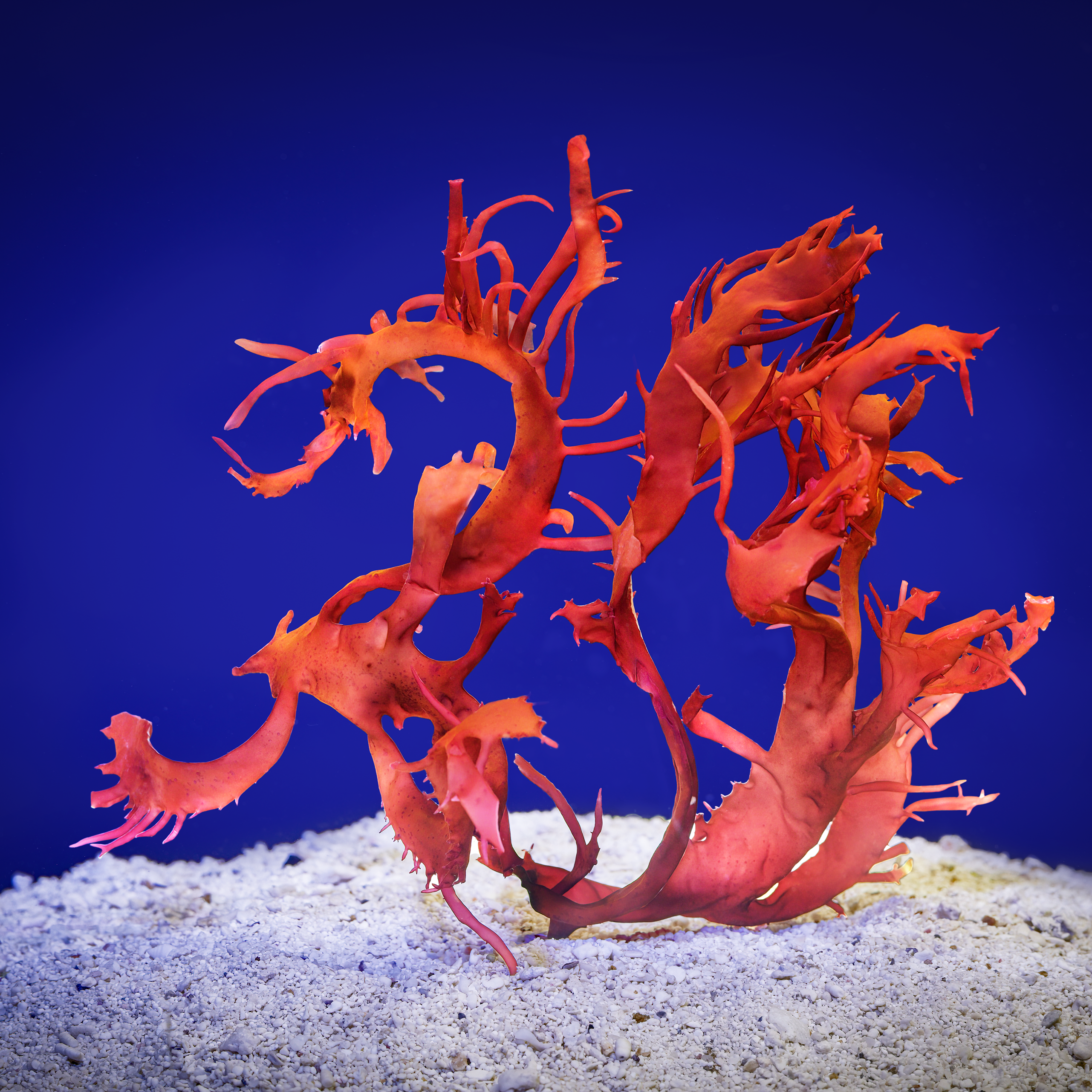 Halymenia Durvillei – The Macro Lady