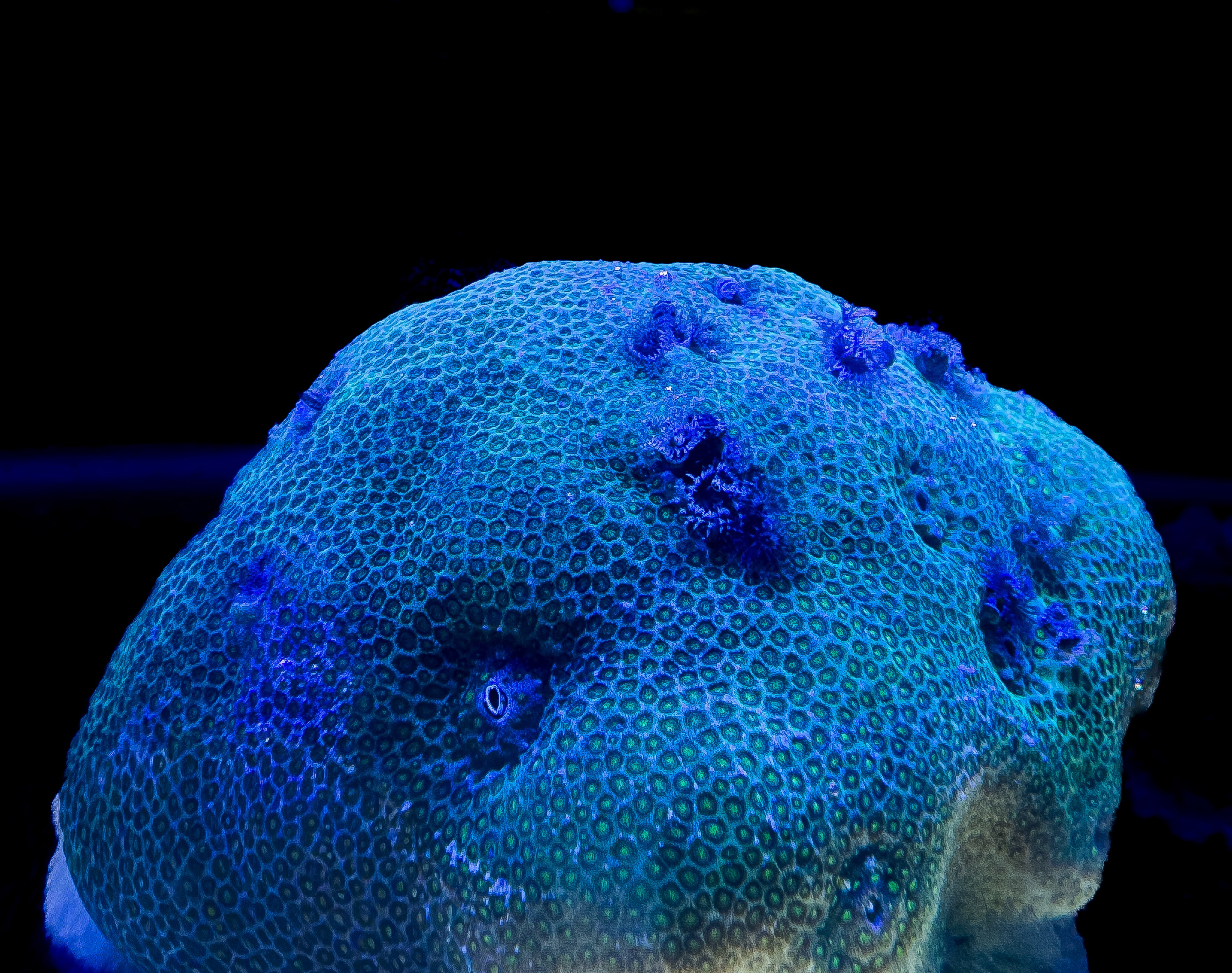 Bisma Christmas Tree Worm Rocks