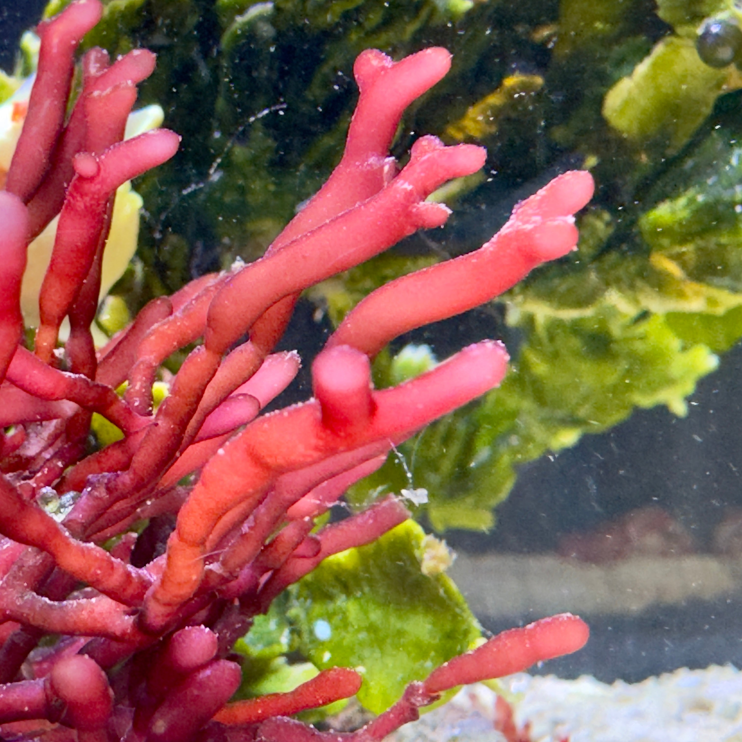 Rhodopeltis sp.