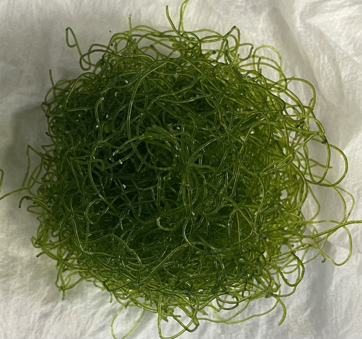 Refugium Starter Pack