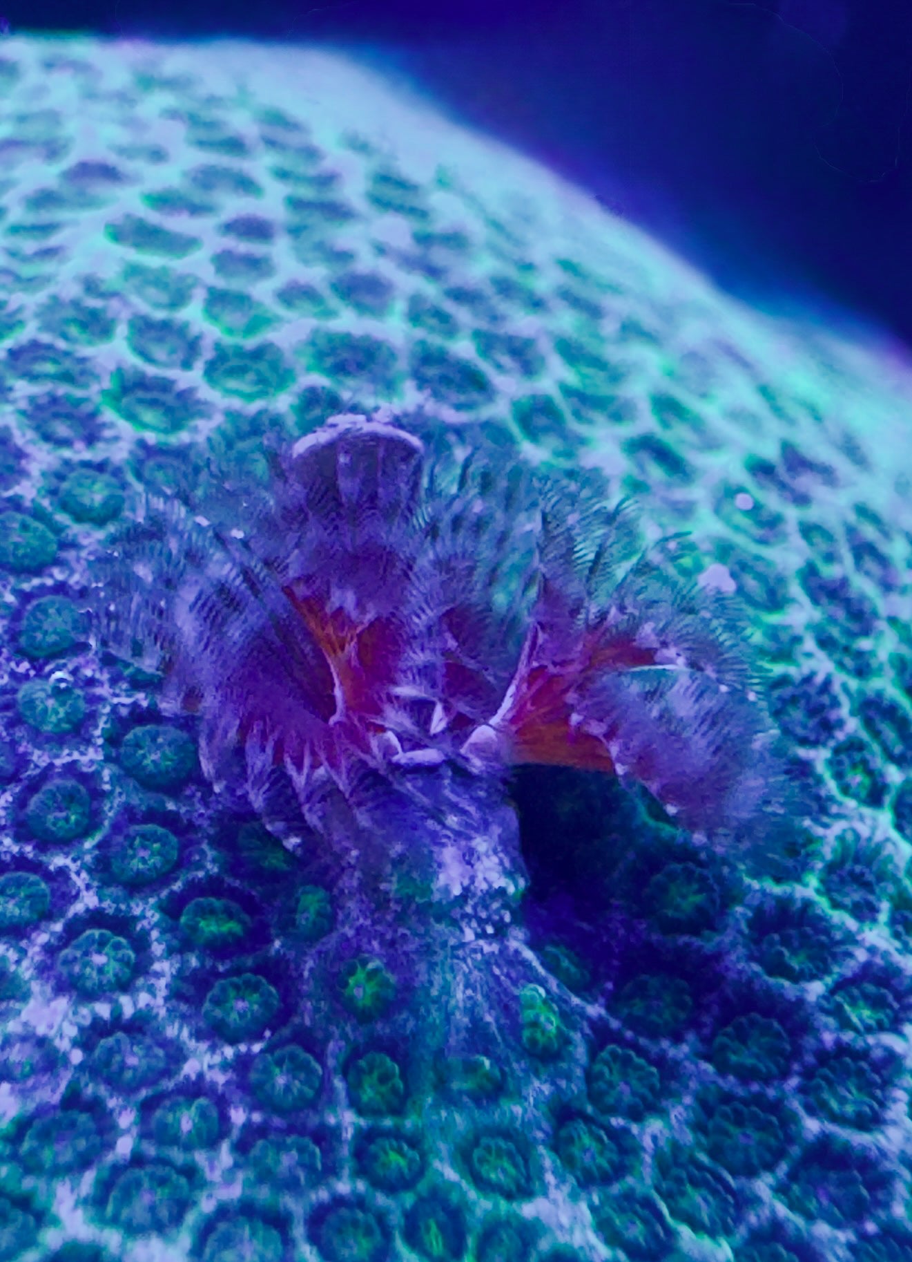 Bisma Christmas Tree Worm Rocks