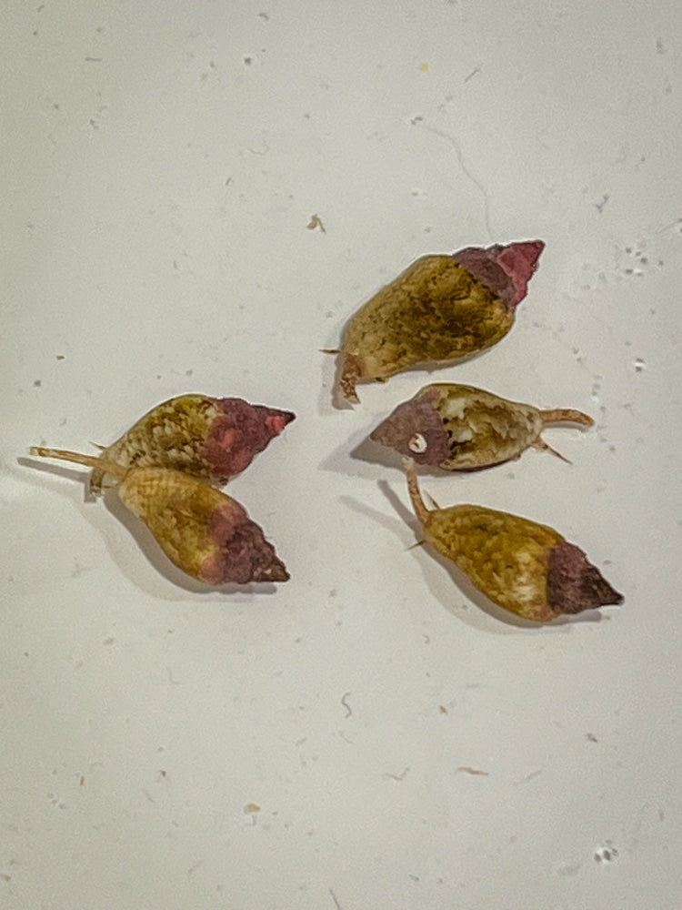 Dove Snails (5)
