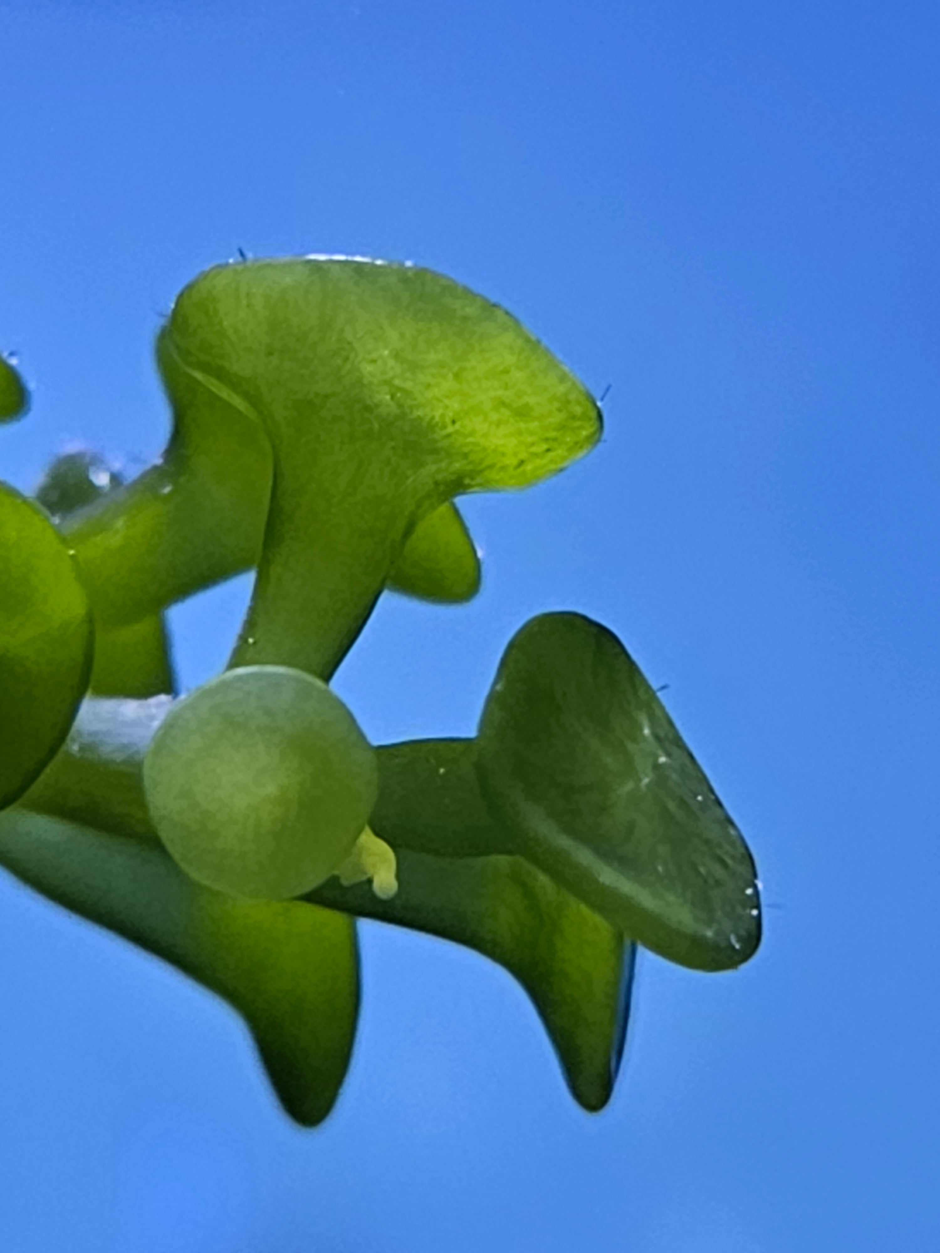 Caulerpa racemosa var. peltata