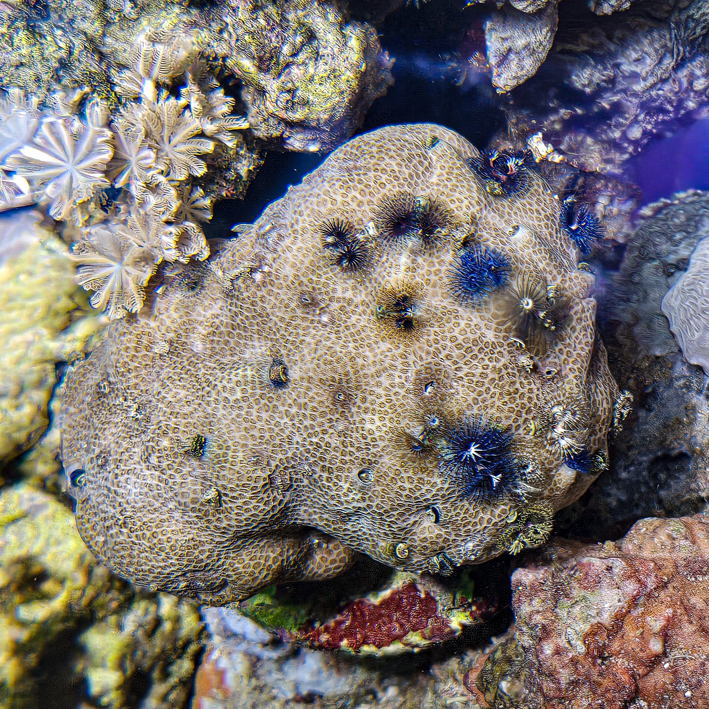 Bisma Christmas Tree Worm Rocks