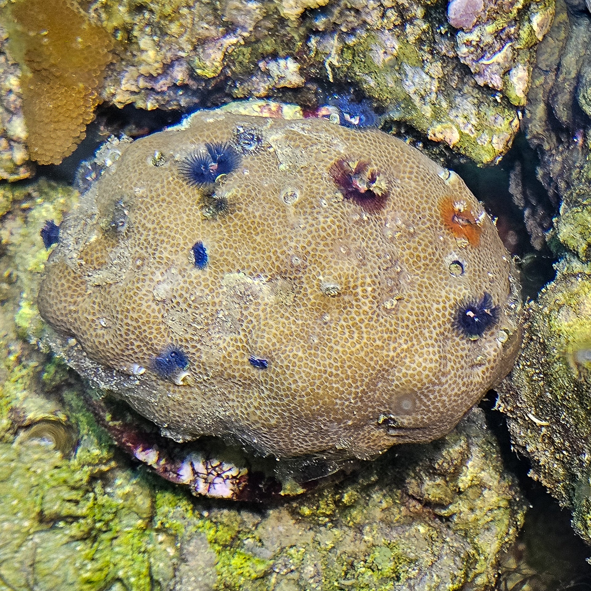 Bisma Christmas Tree Worm Rocks
