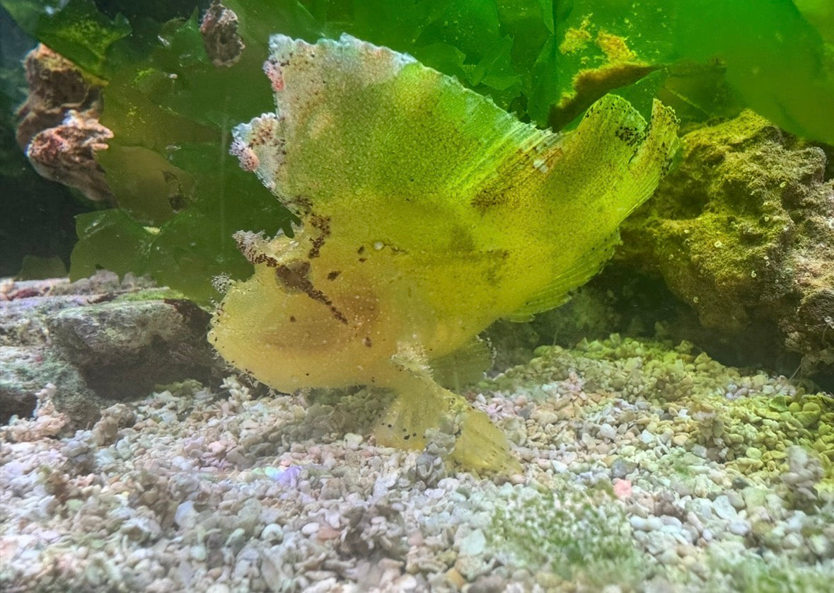 Yellow Leaf Fish
