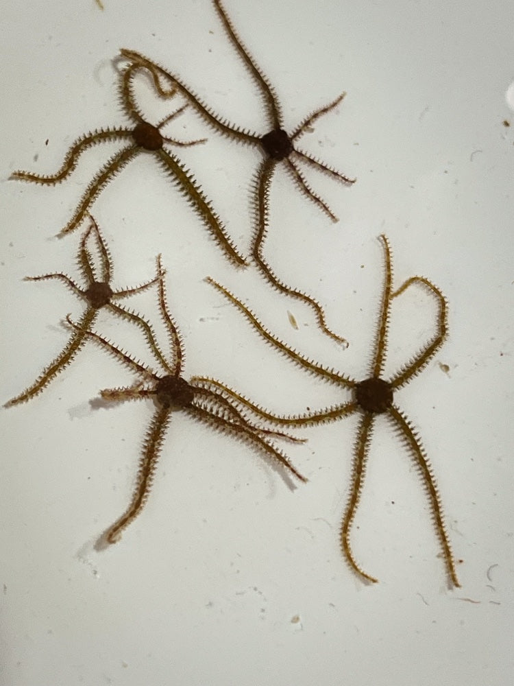 Micro Stars (5)
