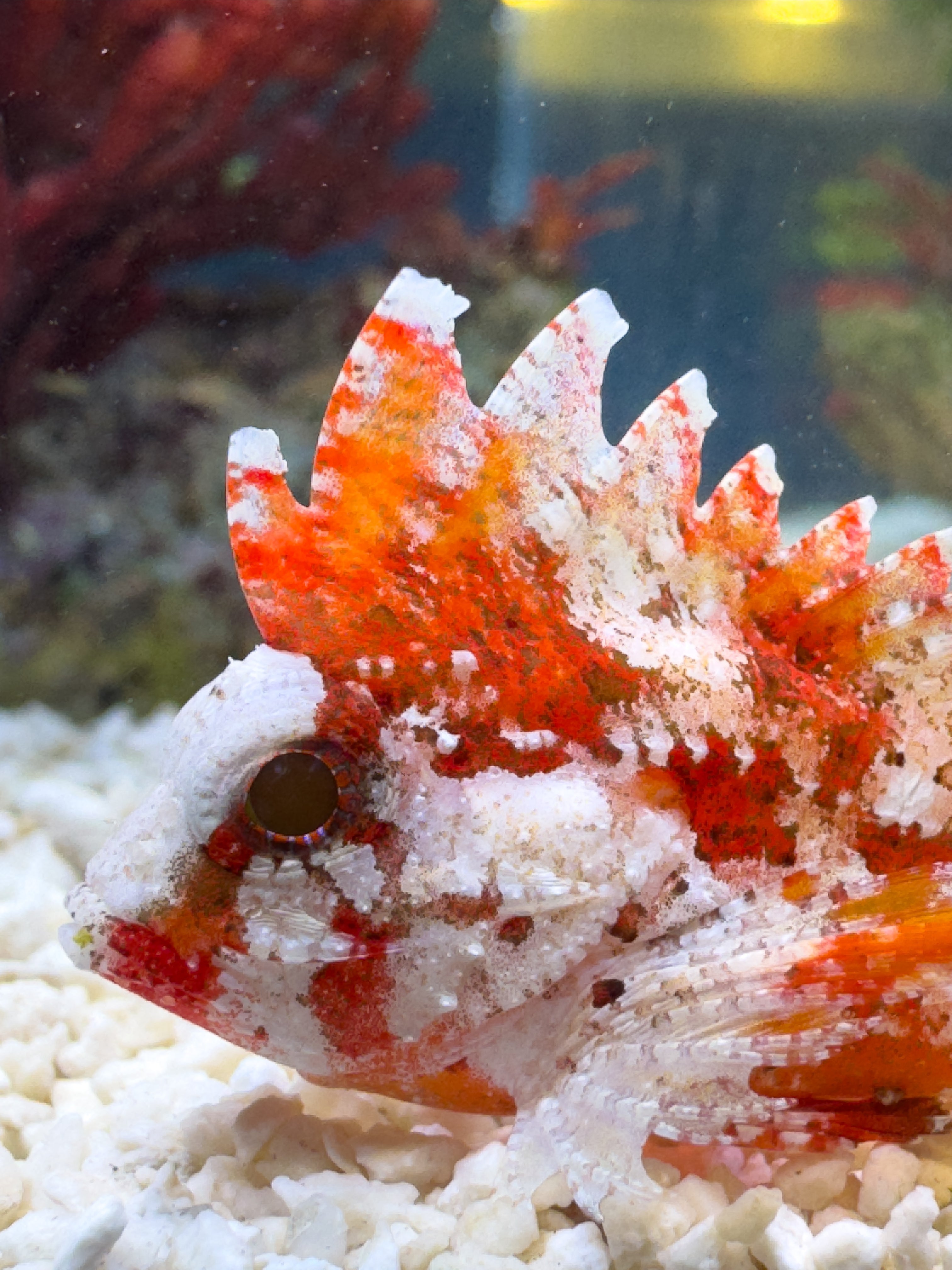 Red Rooster Pygmy Waspfish