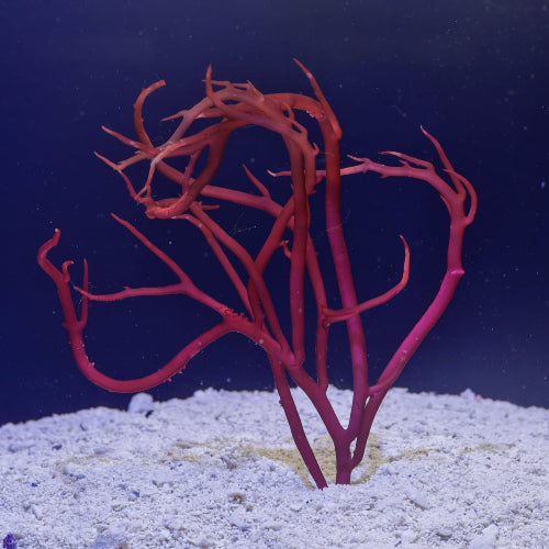 Gracilaria Blodgetti