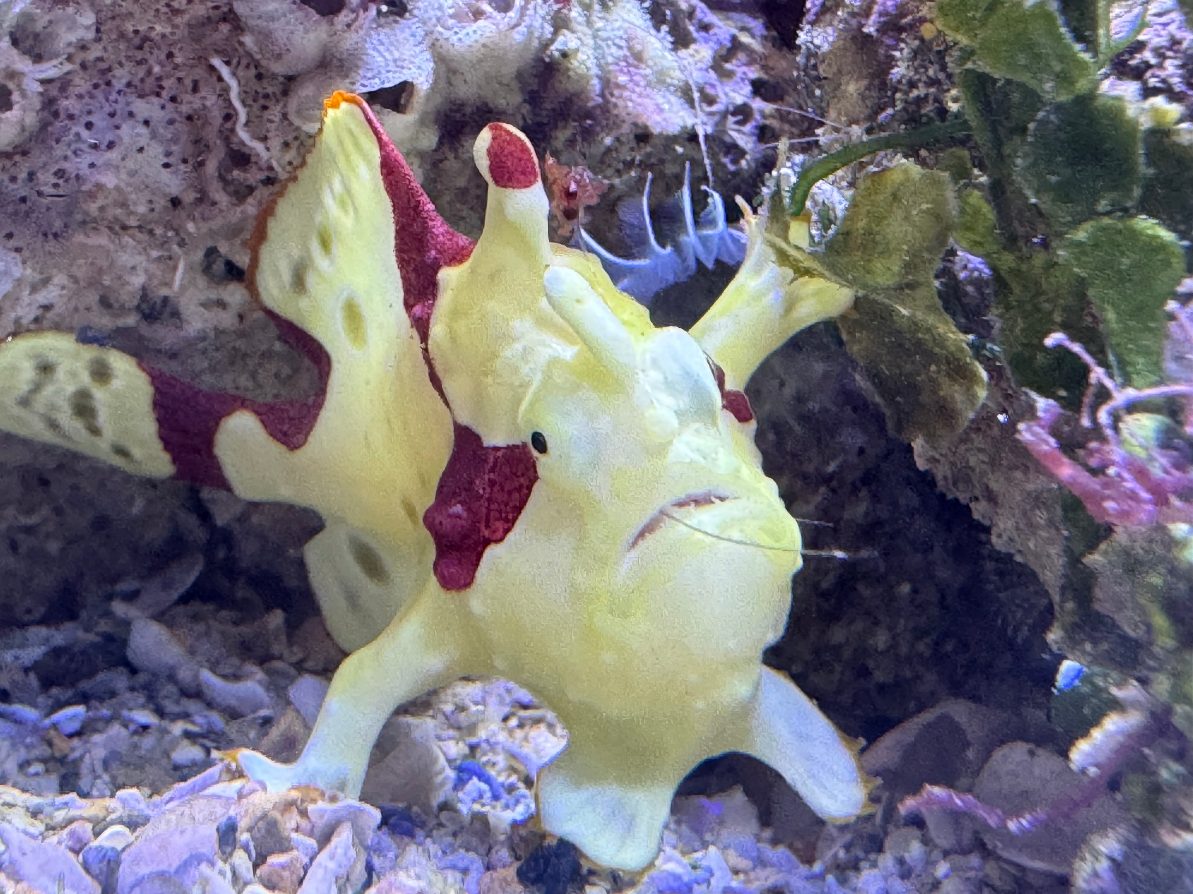 Wartskin Frogfish