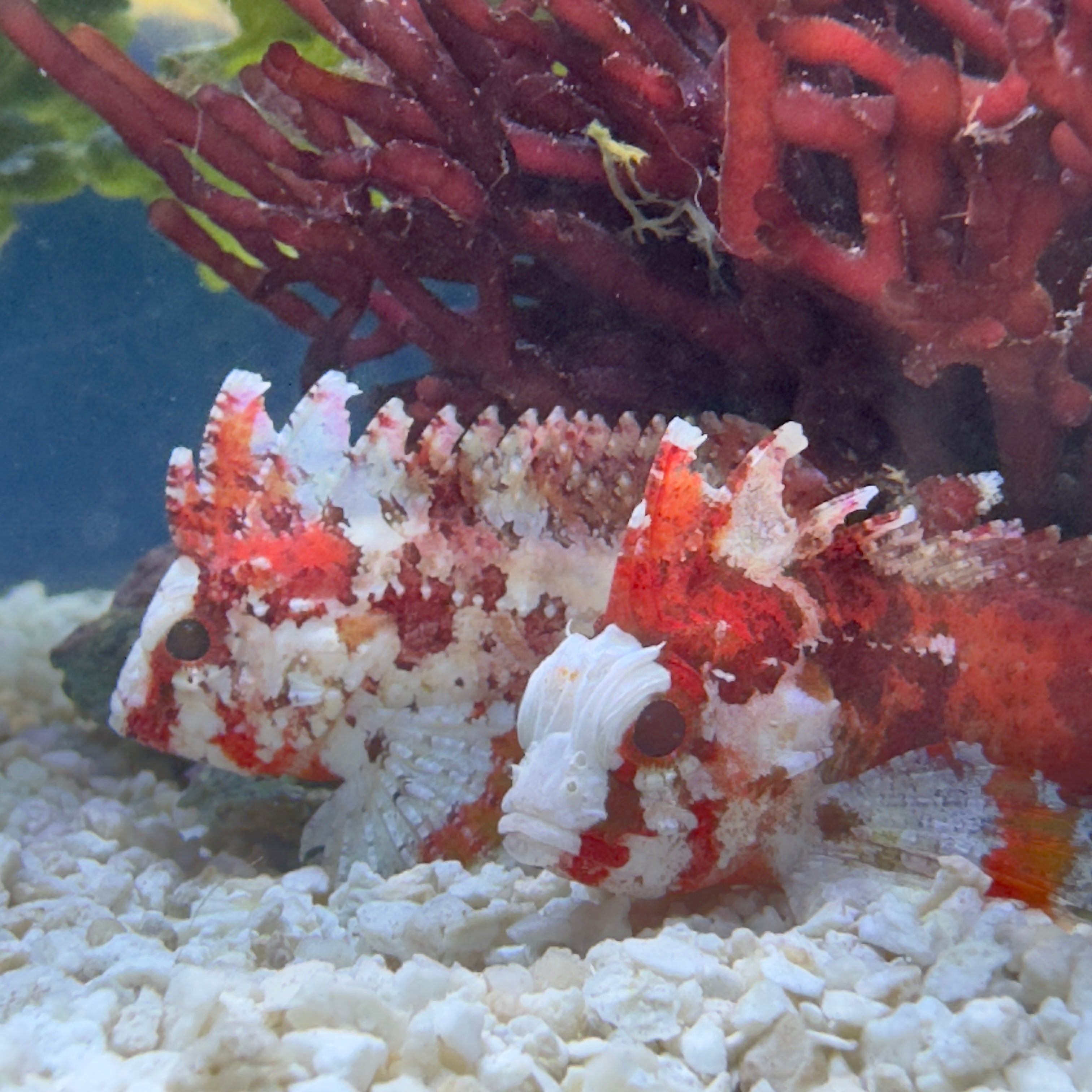 Red Rooster Pygmy Waspfish