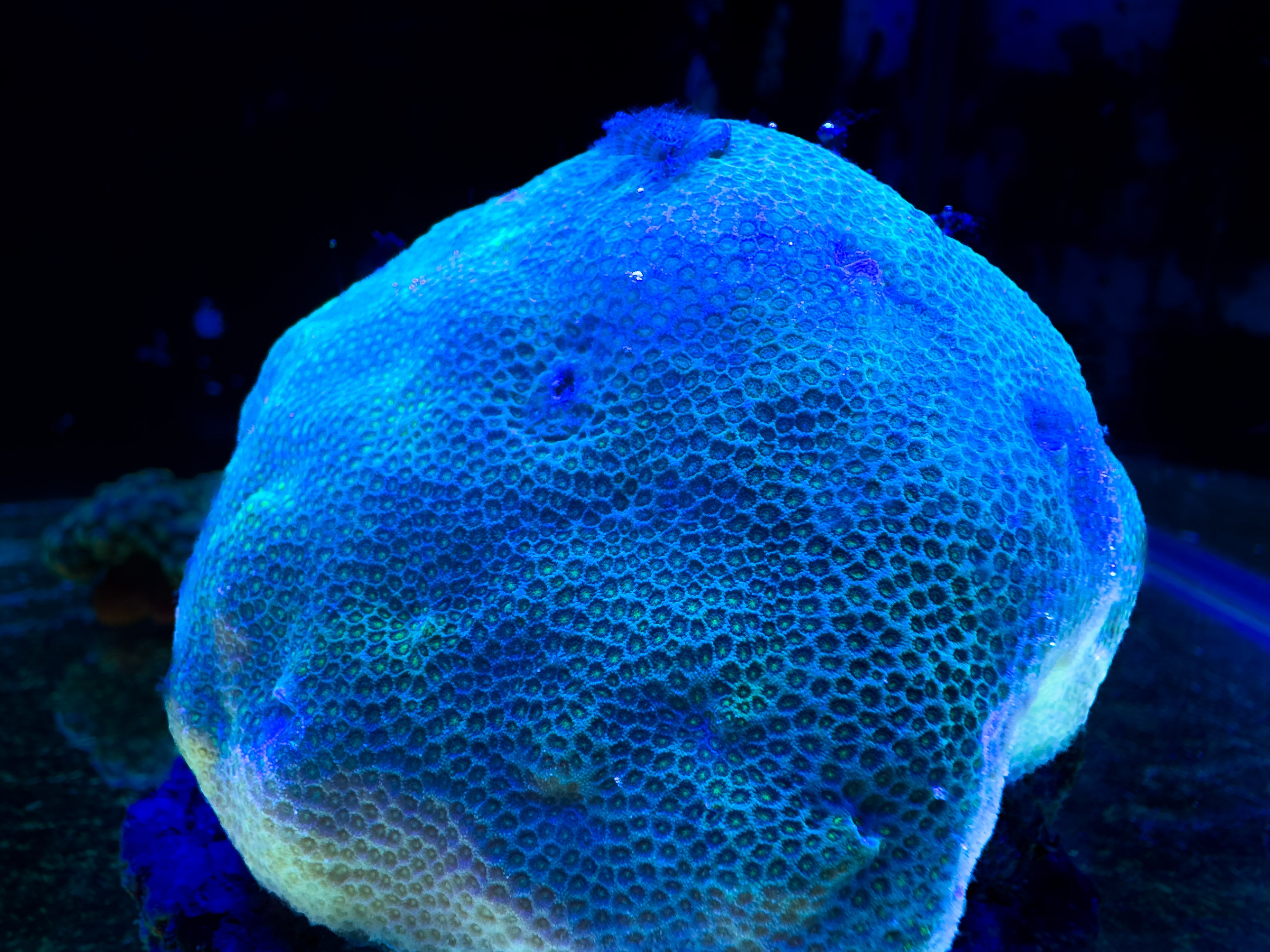 Bisma Christmas Tree Worm Rocks