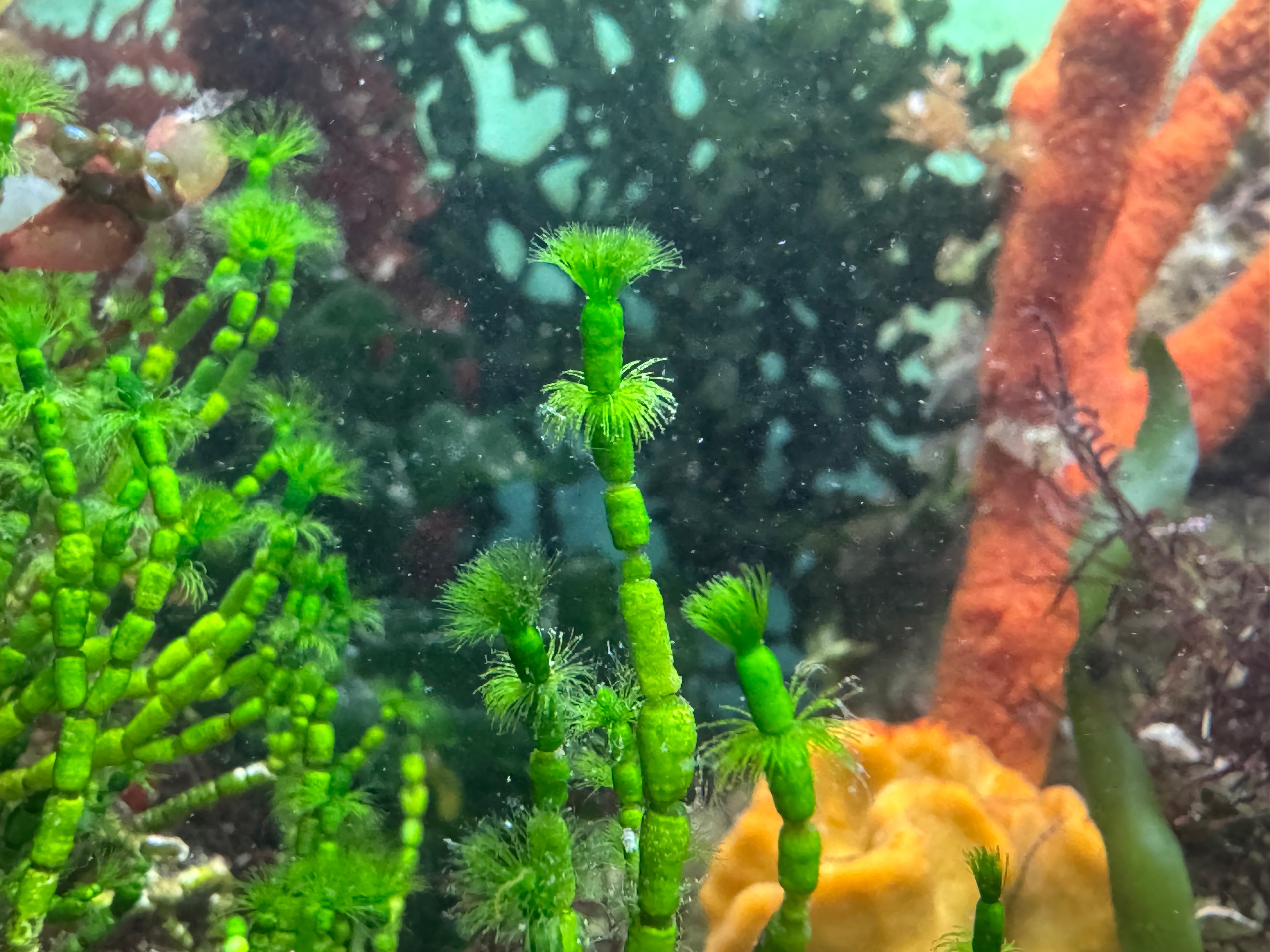 Cymopolia barbata