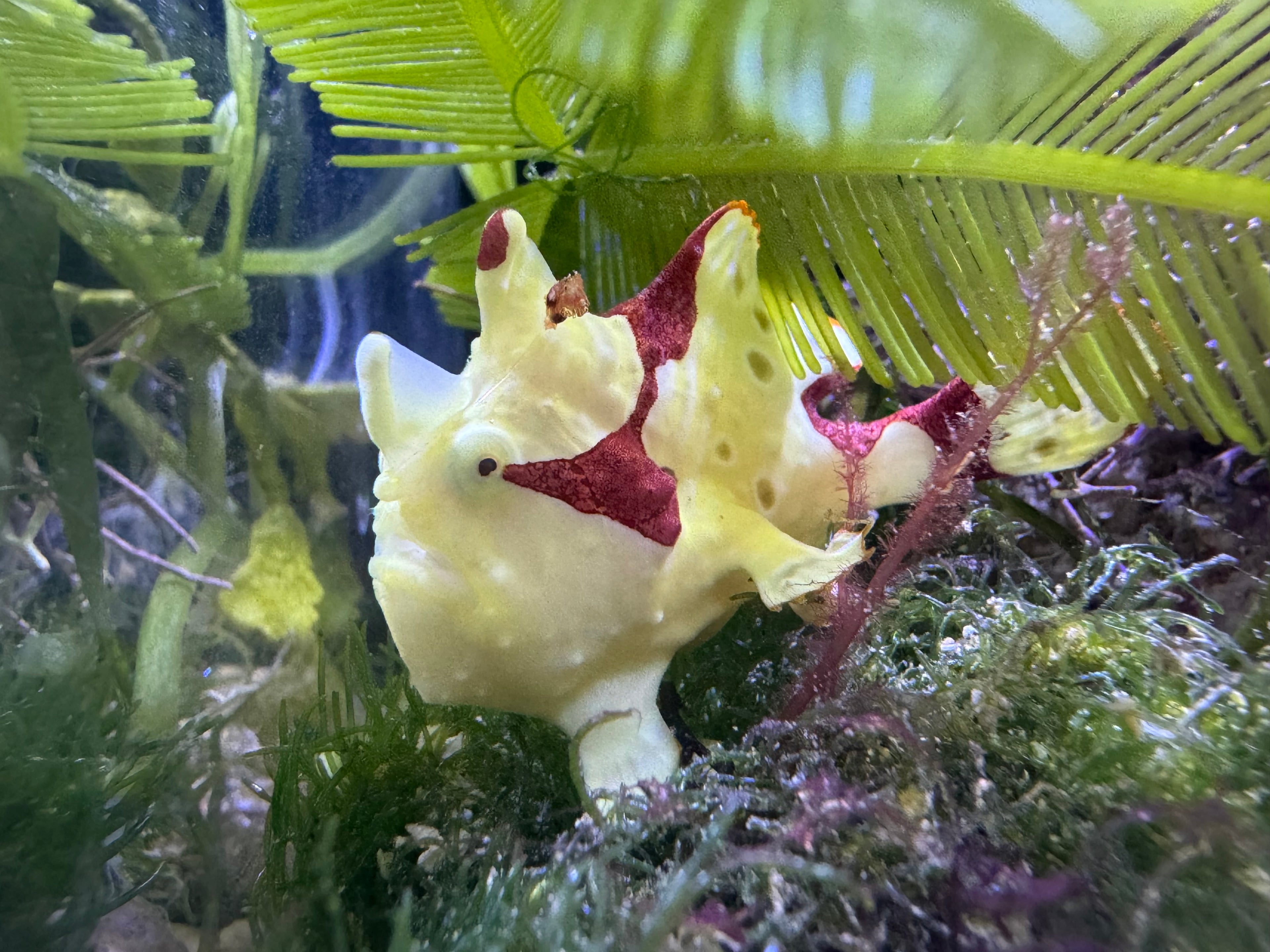 Wartskin Frogfish