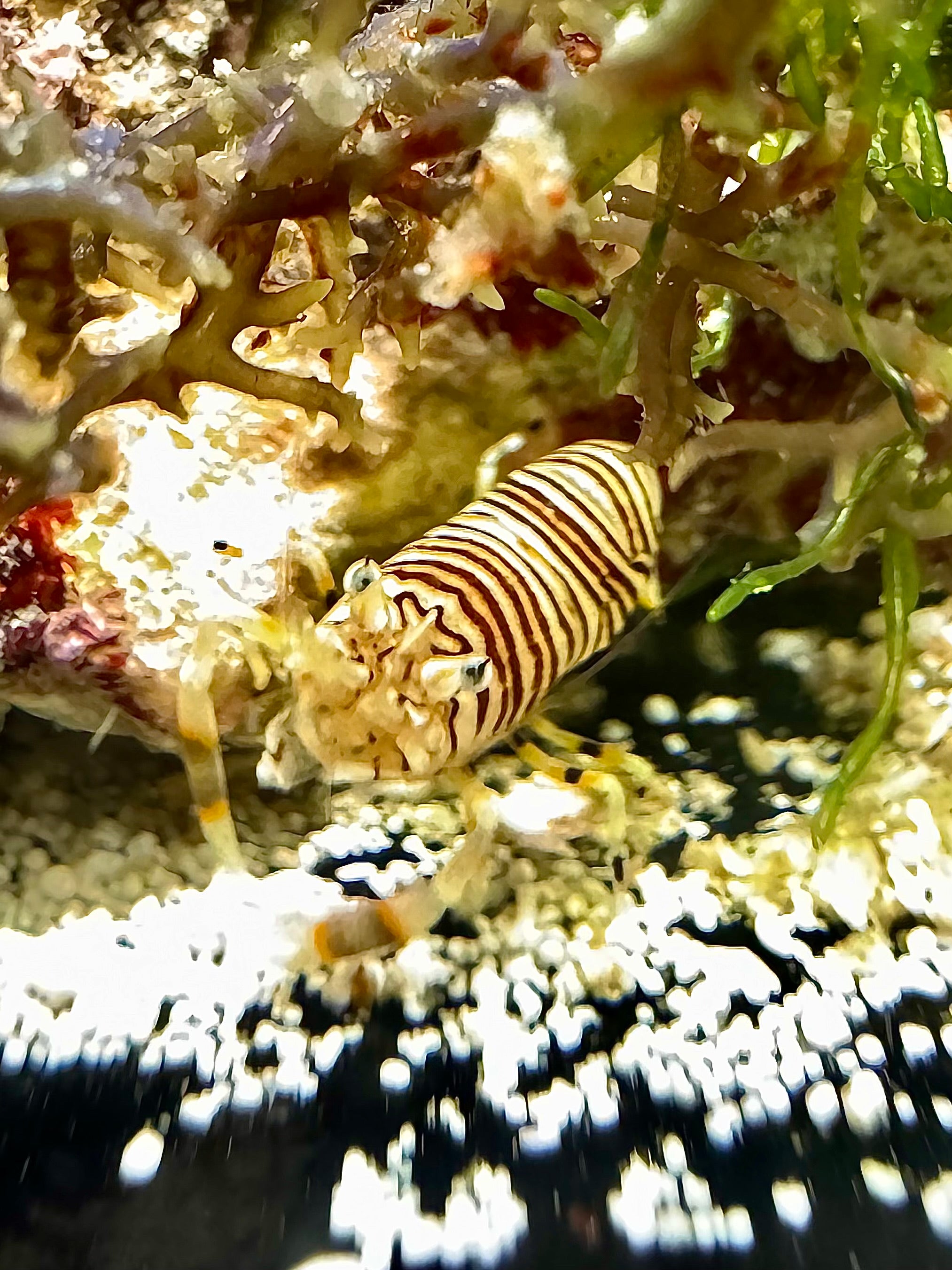 Bumble Bee Shrimp