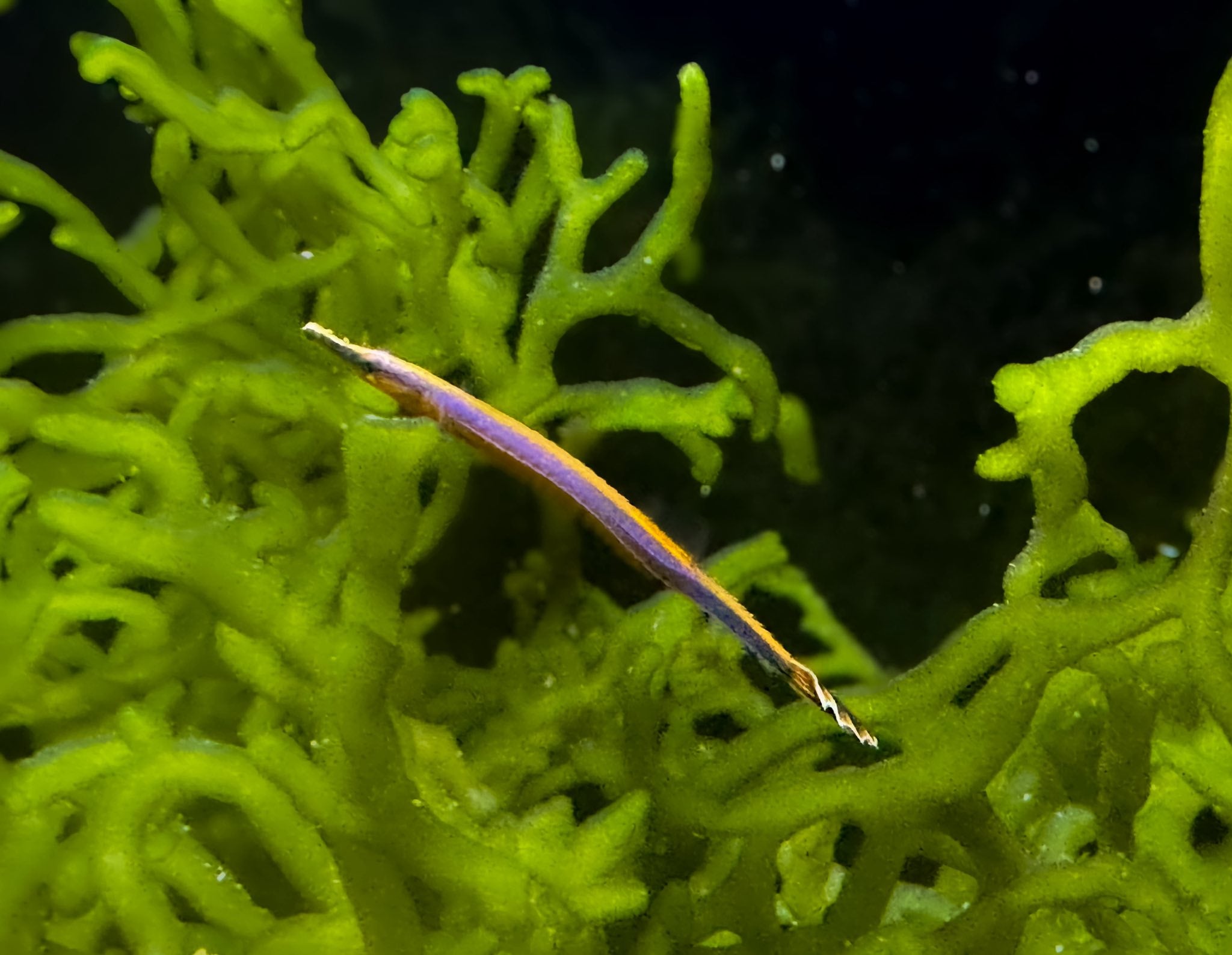 Blue Striped Pipefish