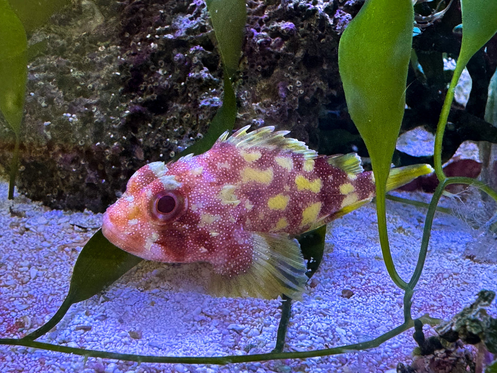 Yellow Spotted Scorpion Fish