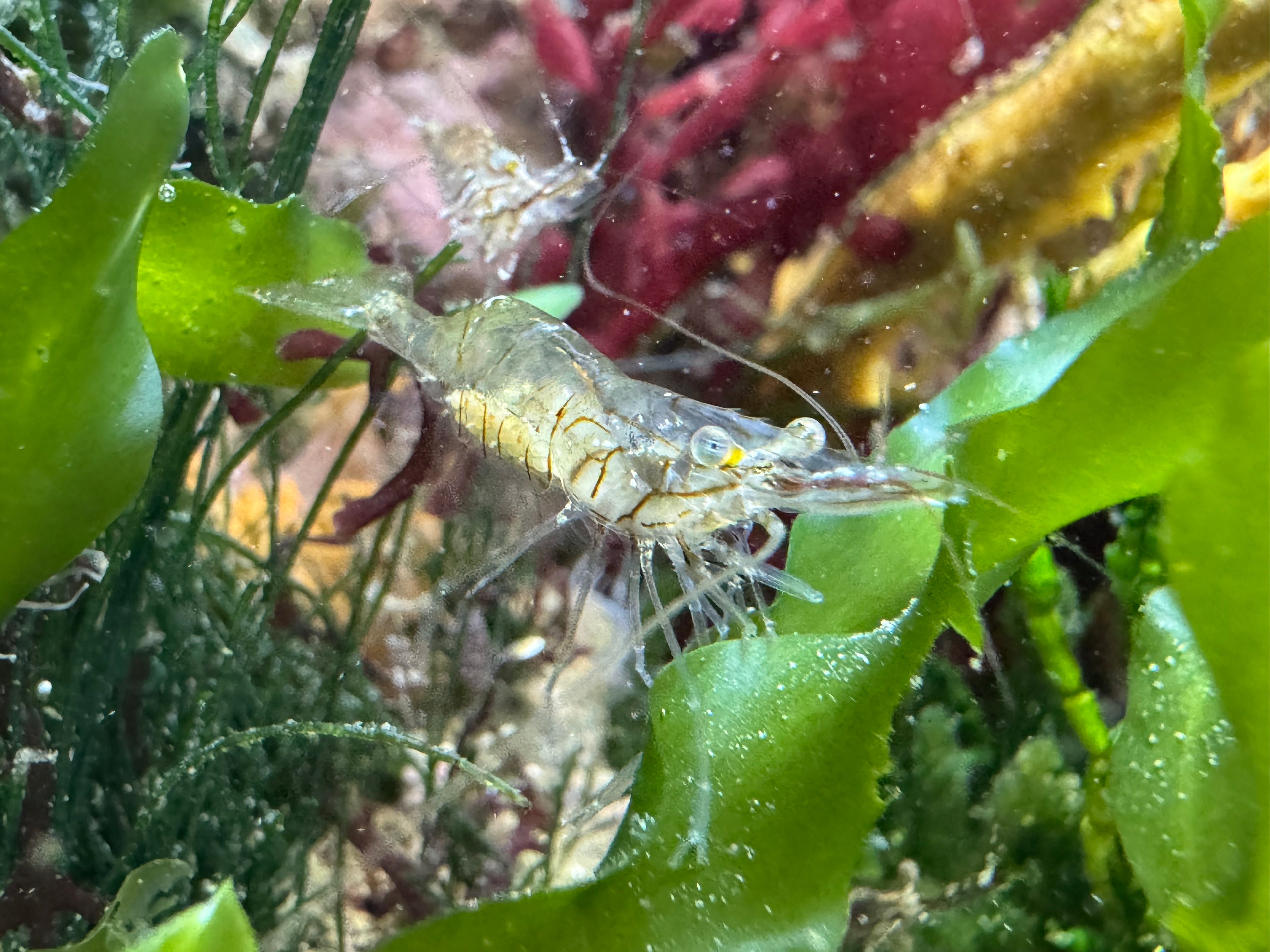 Saltwater Grass Shrimp
