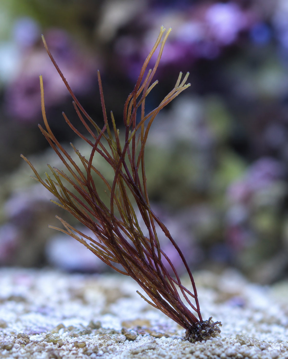 Gracilaria tikvahiae