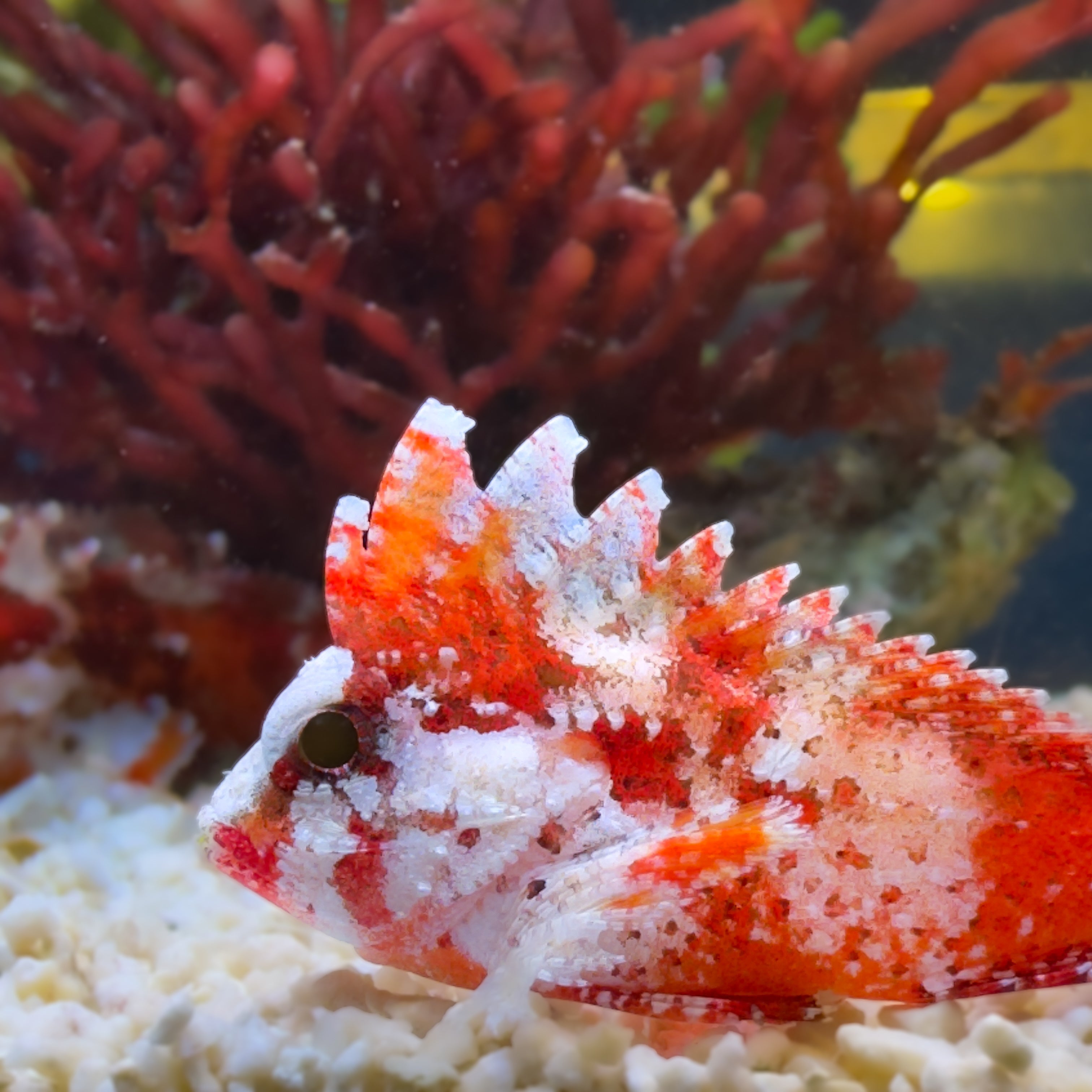 Red Rooster Pygmy Waspfish