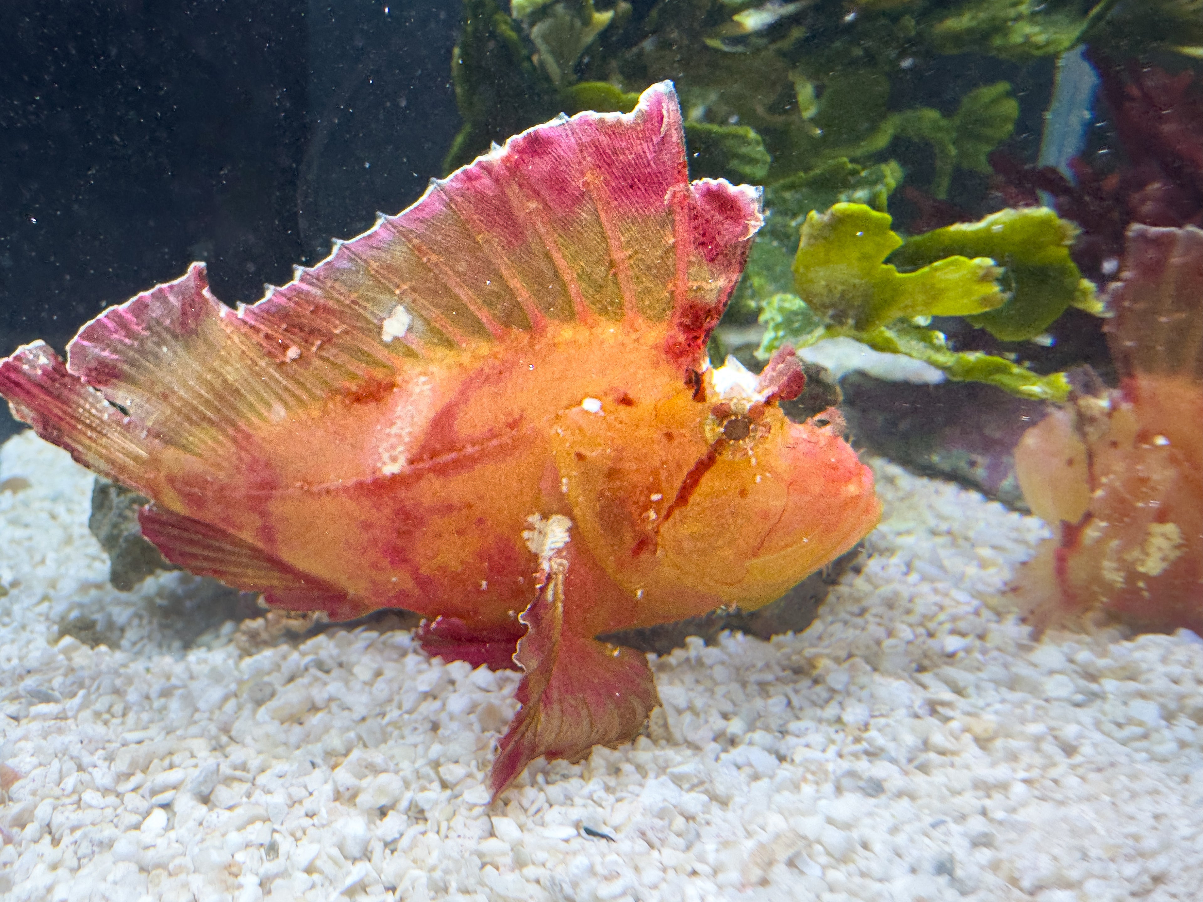 Red Leaf Fish