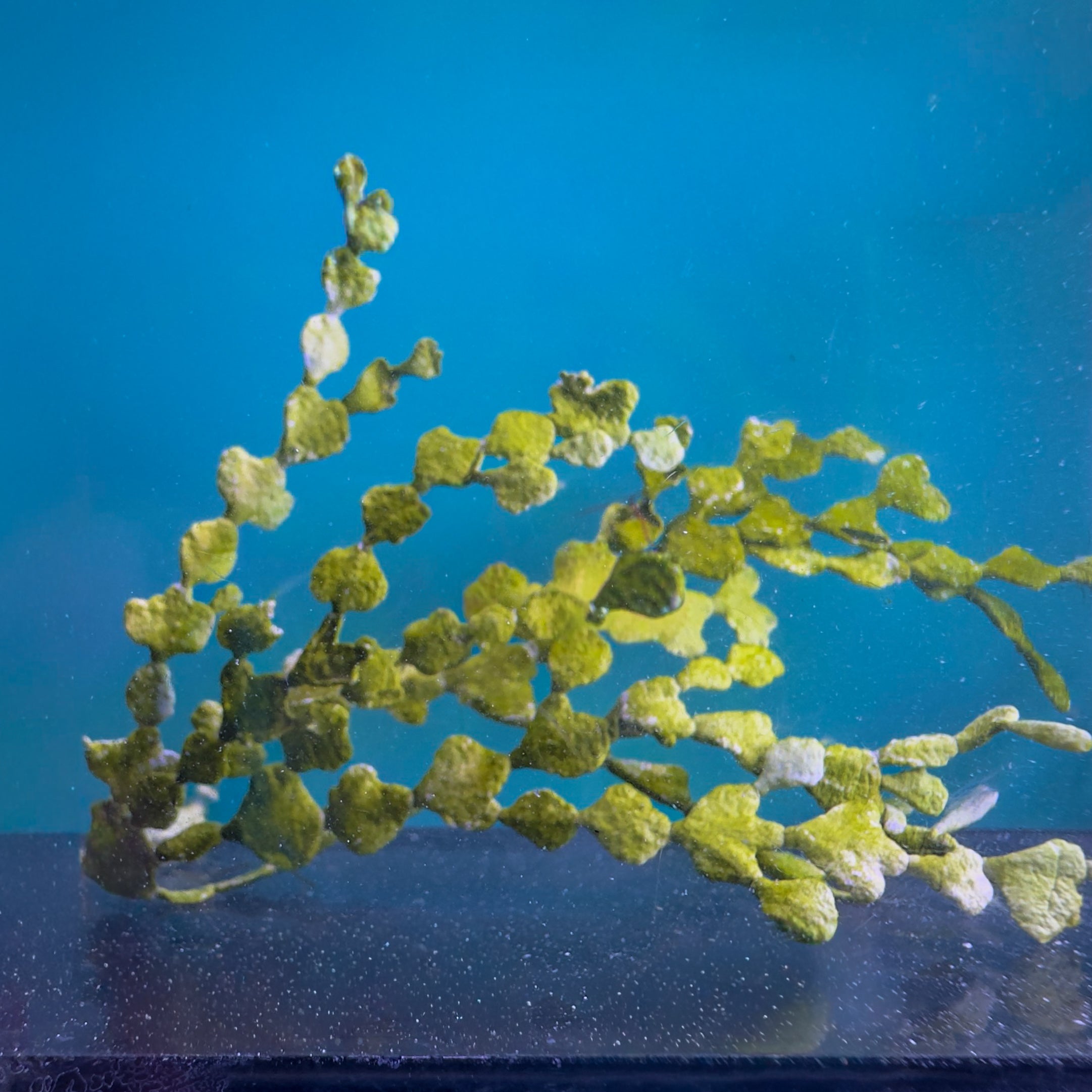 Halimeda gracilis