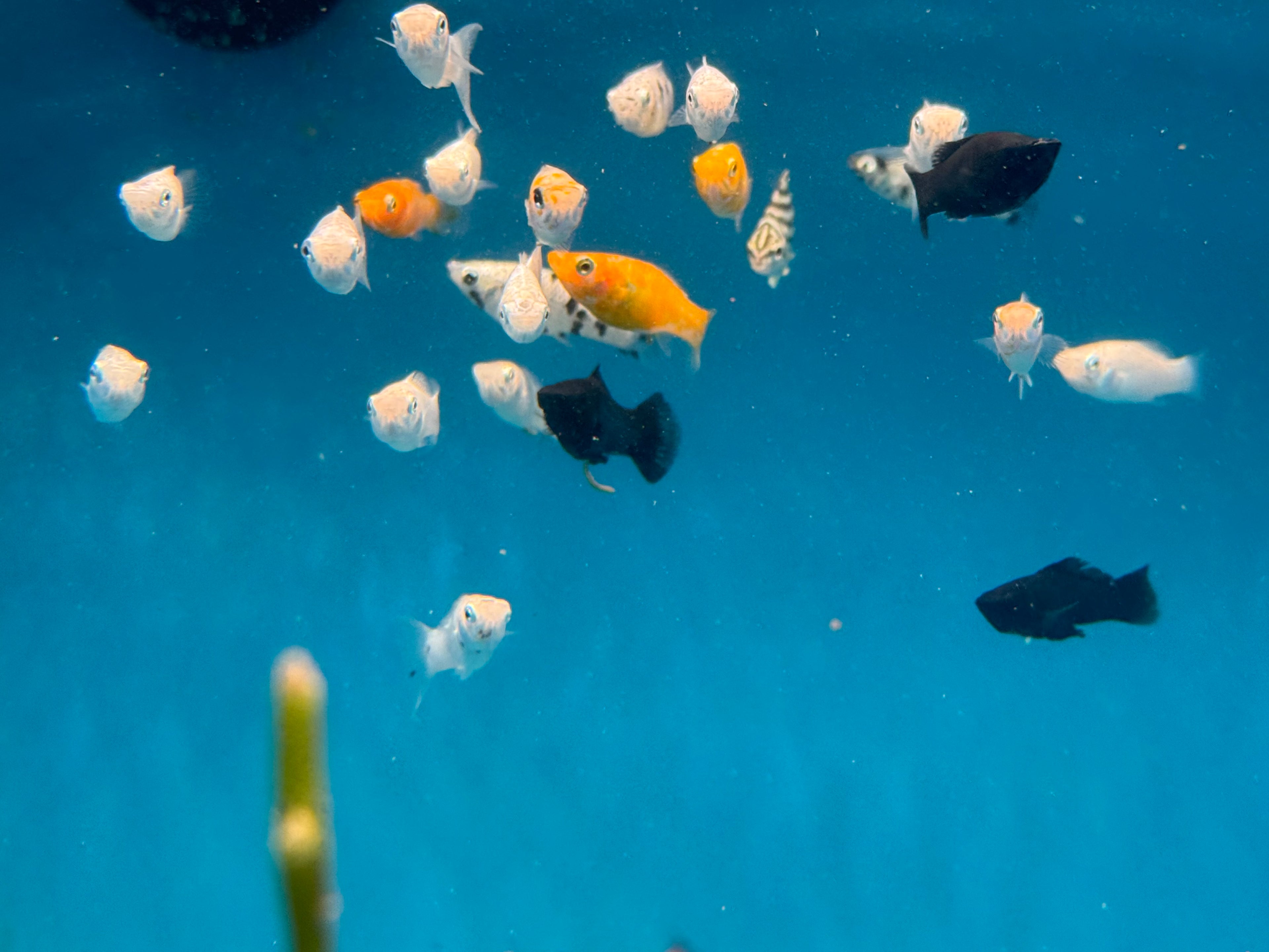 Saltwater Molly