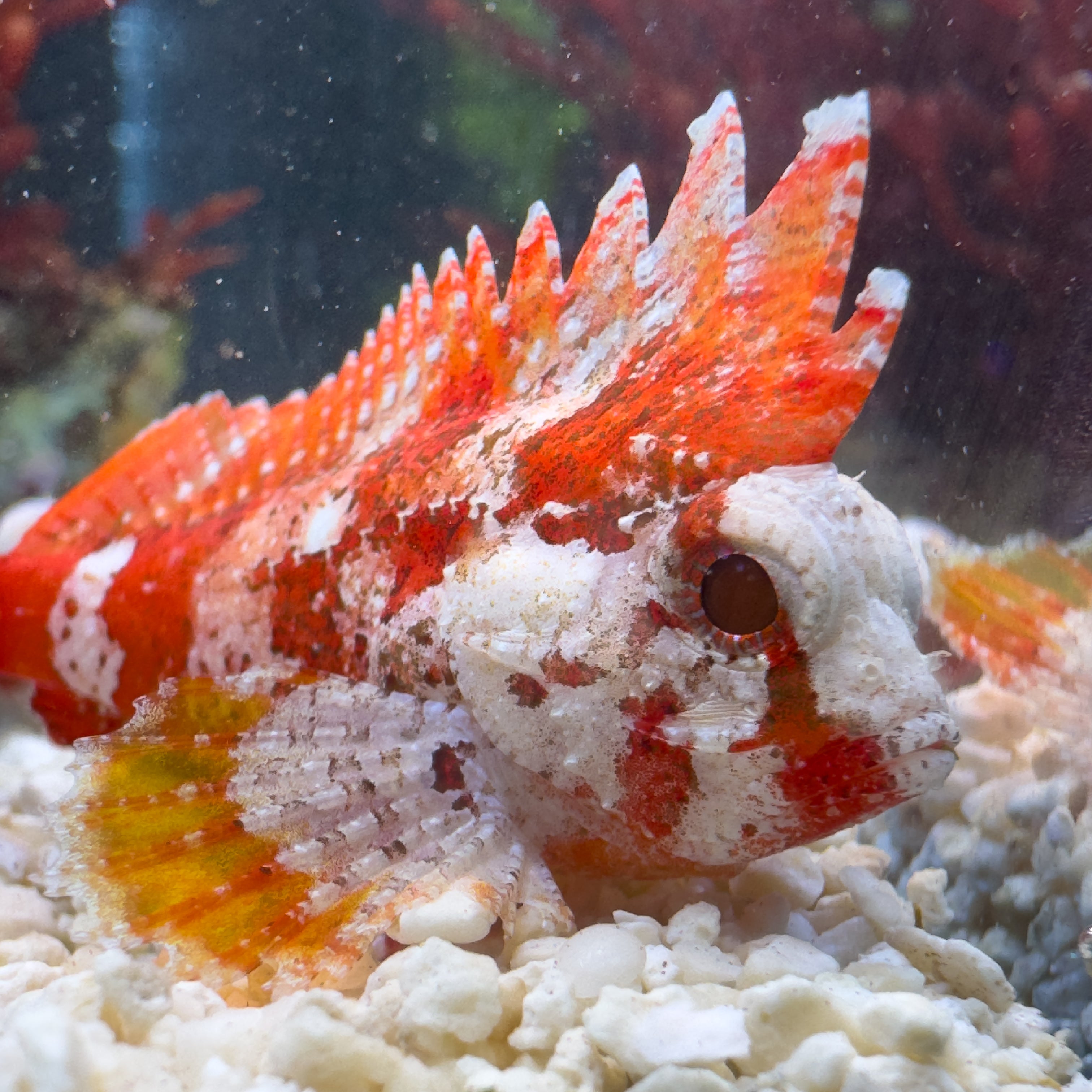 Red Rooster Pygmy Waspfish