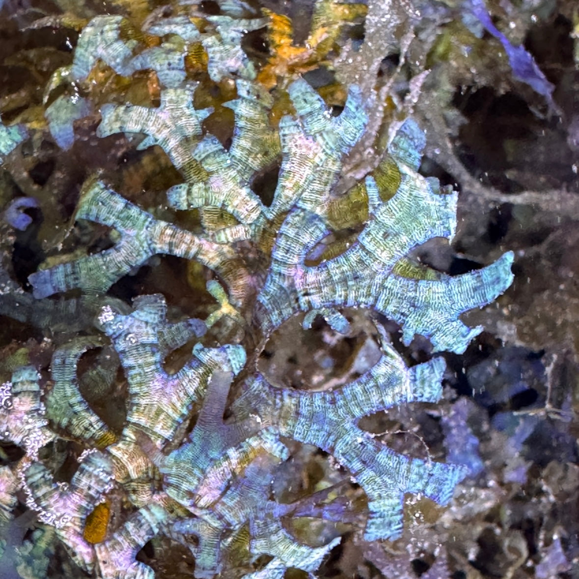 Canistrocarpus cervicornis
