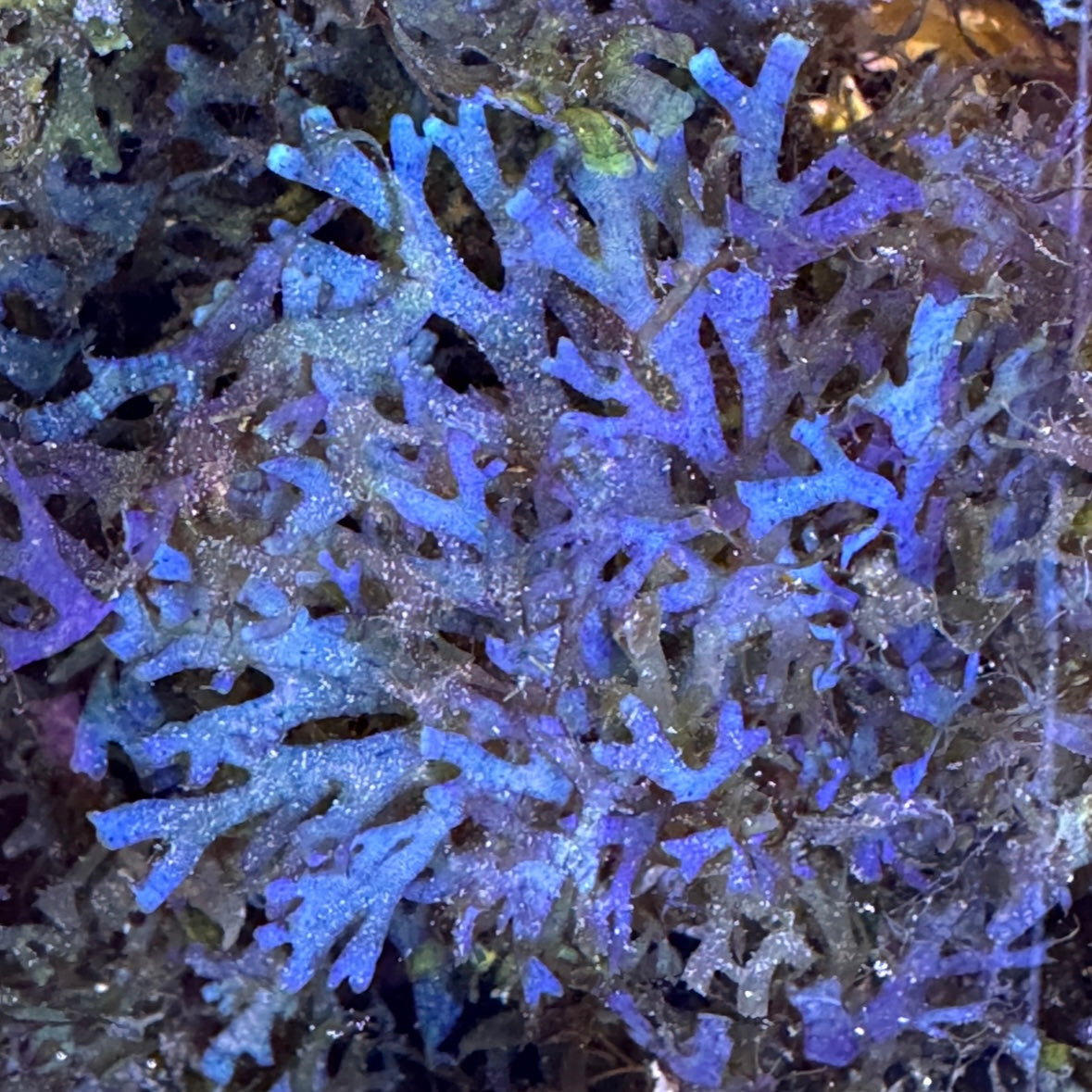 Canistrocarpus cervicornis
