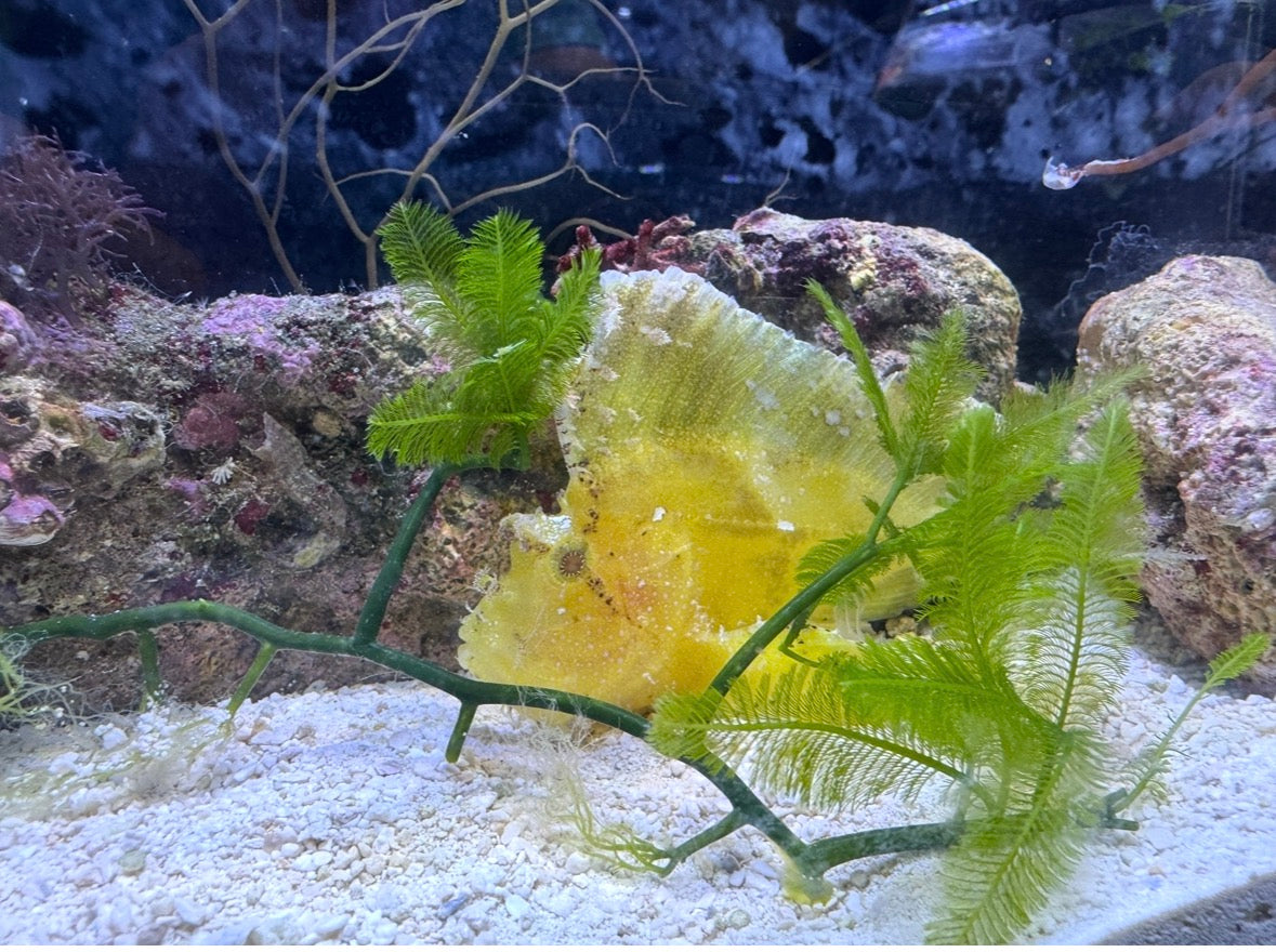 Yellow Leaf Fish