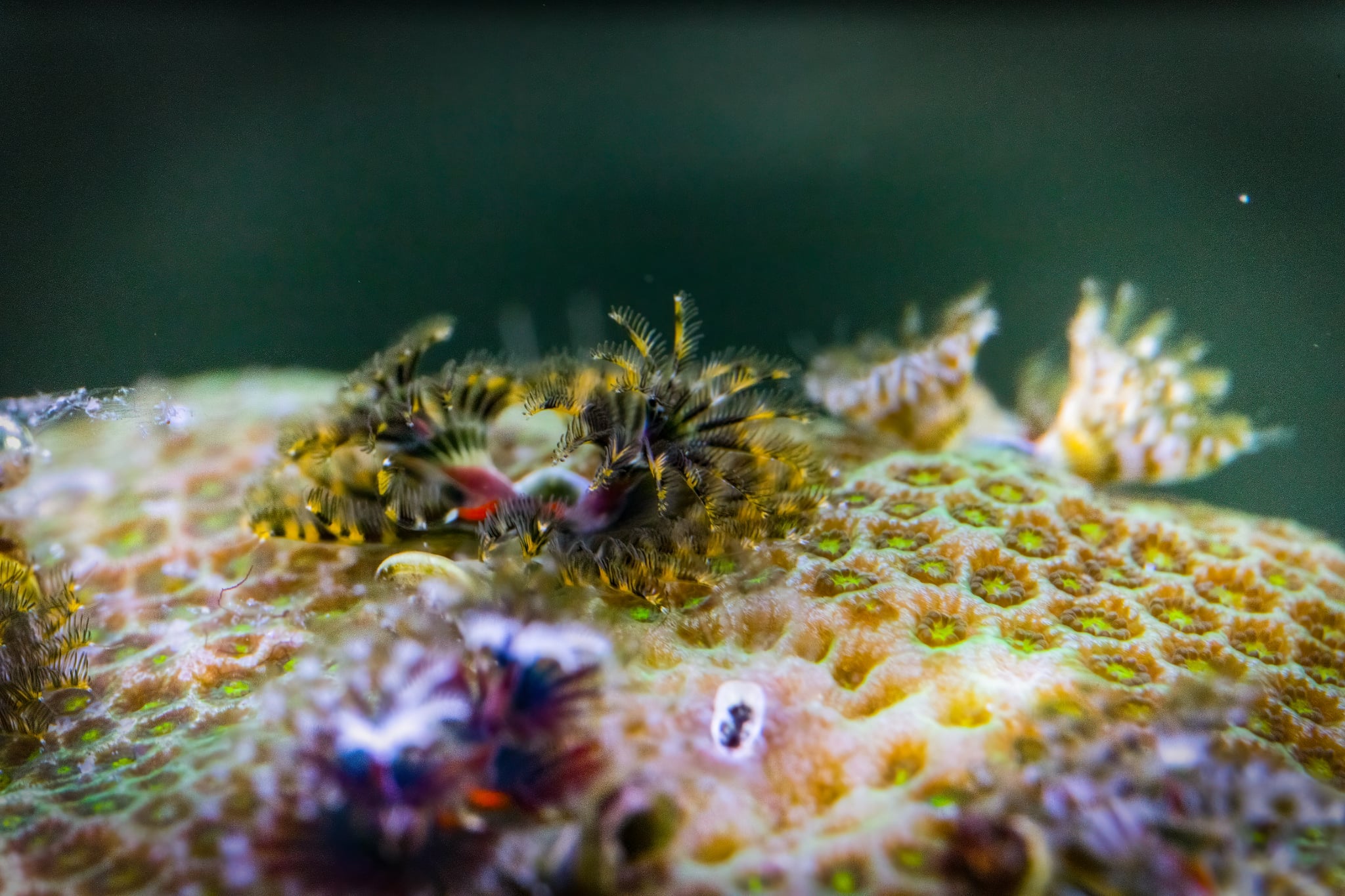Bisma Christmas Tree Worm Rocks