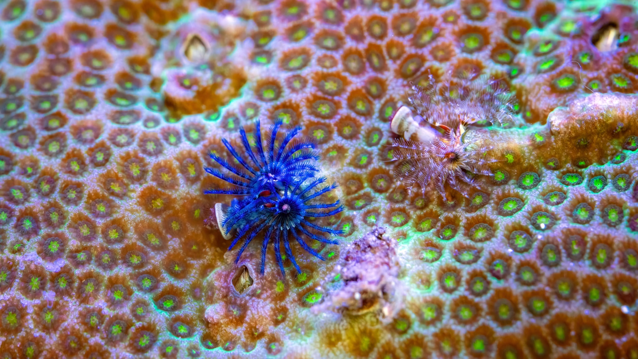 Bisma Christmas Tree Worm Rocks