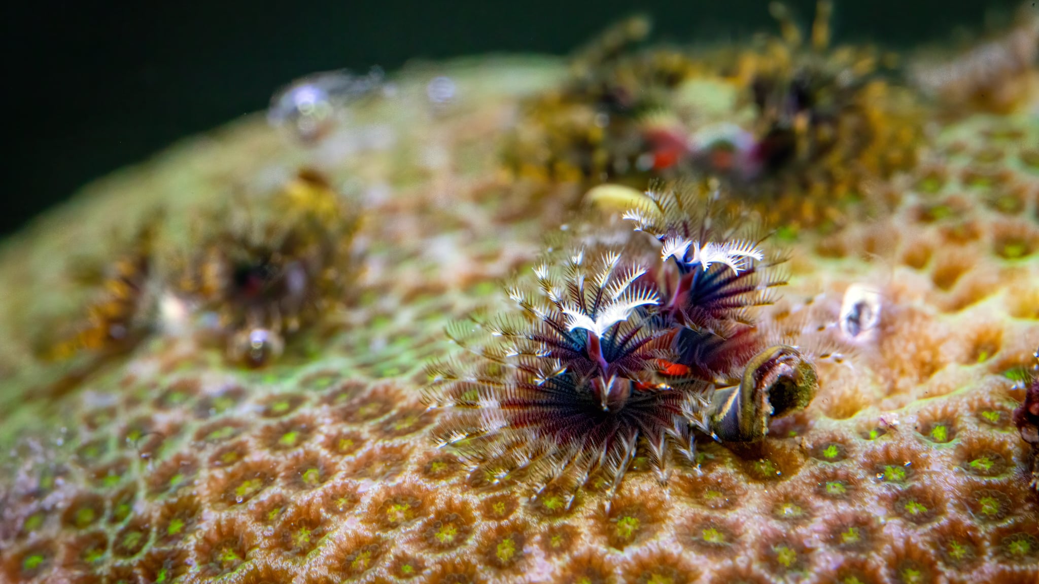 Bisma Christmas Tree Worm Rocks