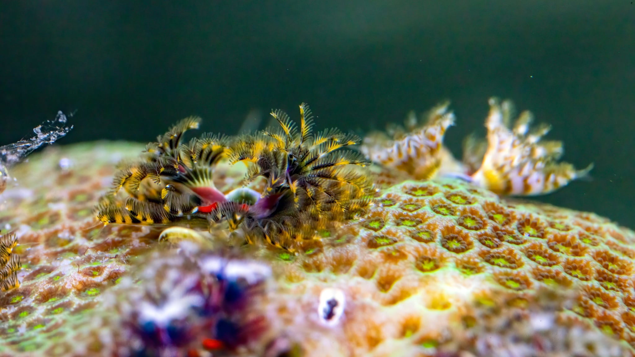 Bisma Christmas Tree Worm Rocks