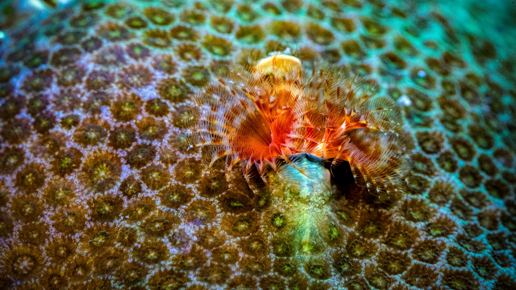Bisma Christmas Tree Worm Rocks