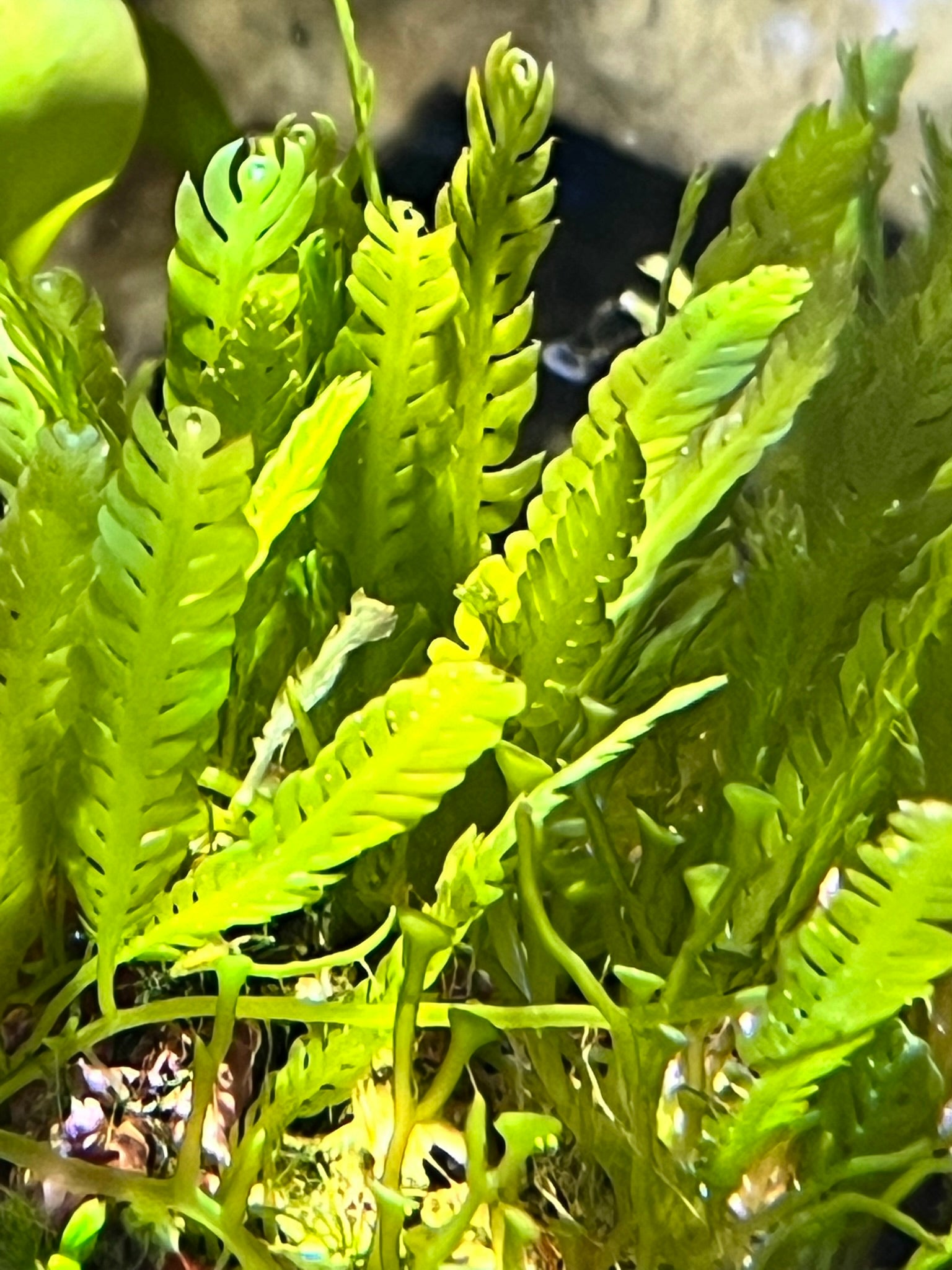 Caulerpa mexicana