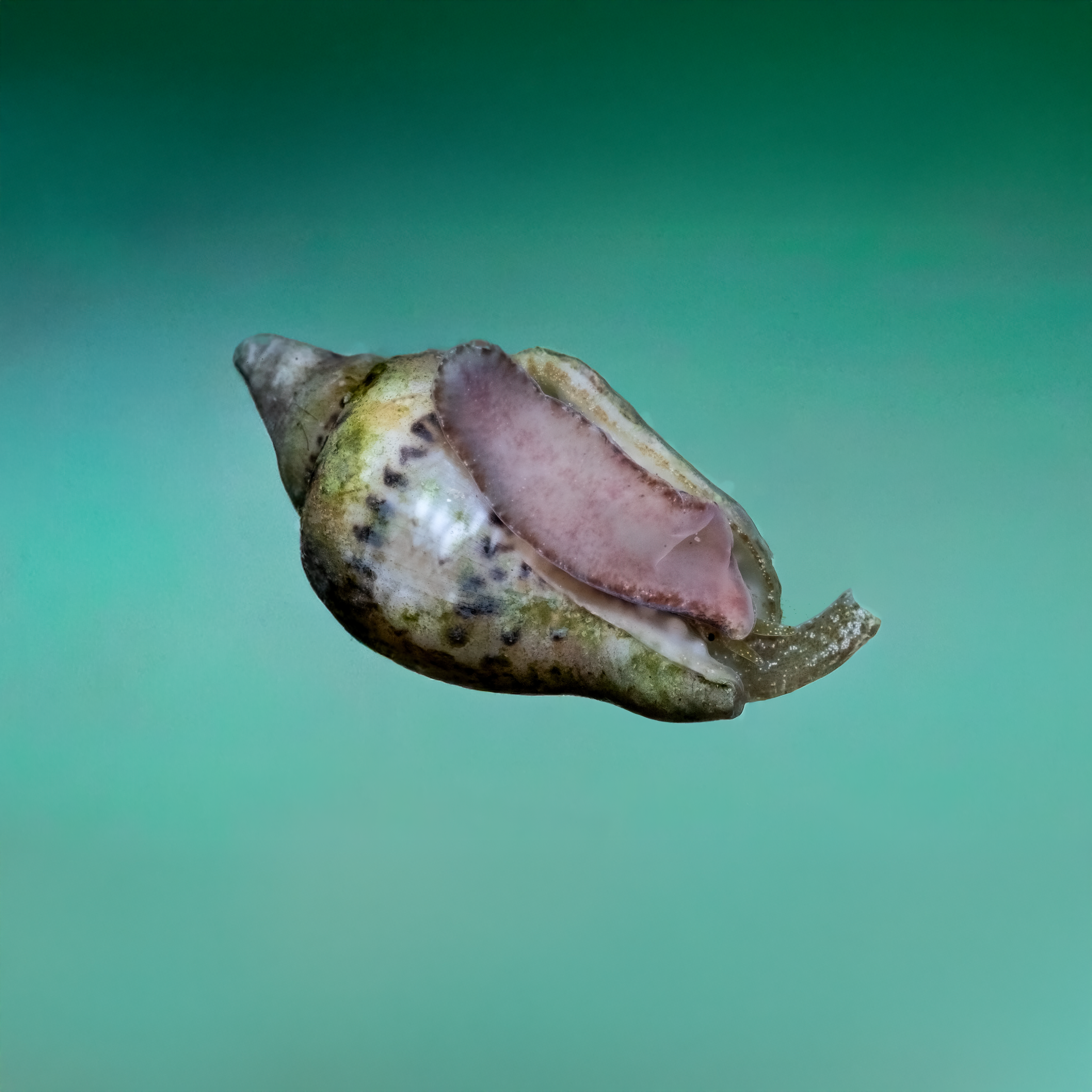 Dove Snails (5)