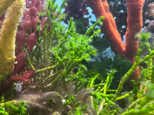 Cymopolia barbata