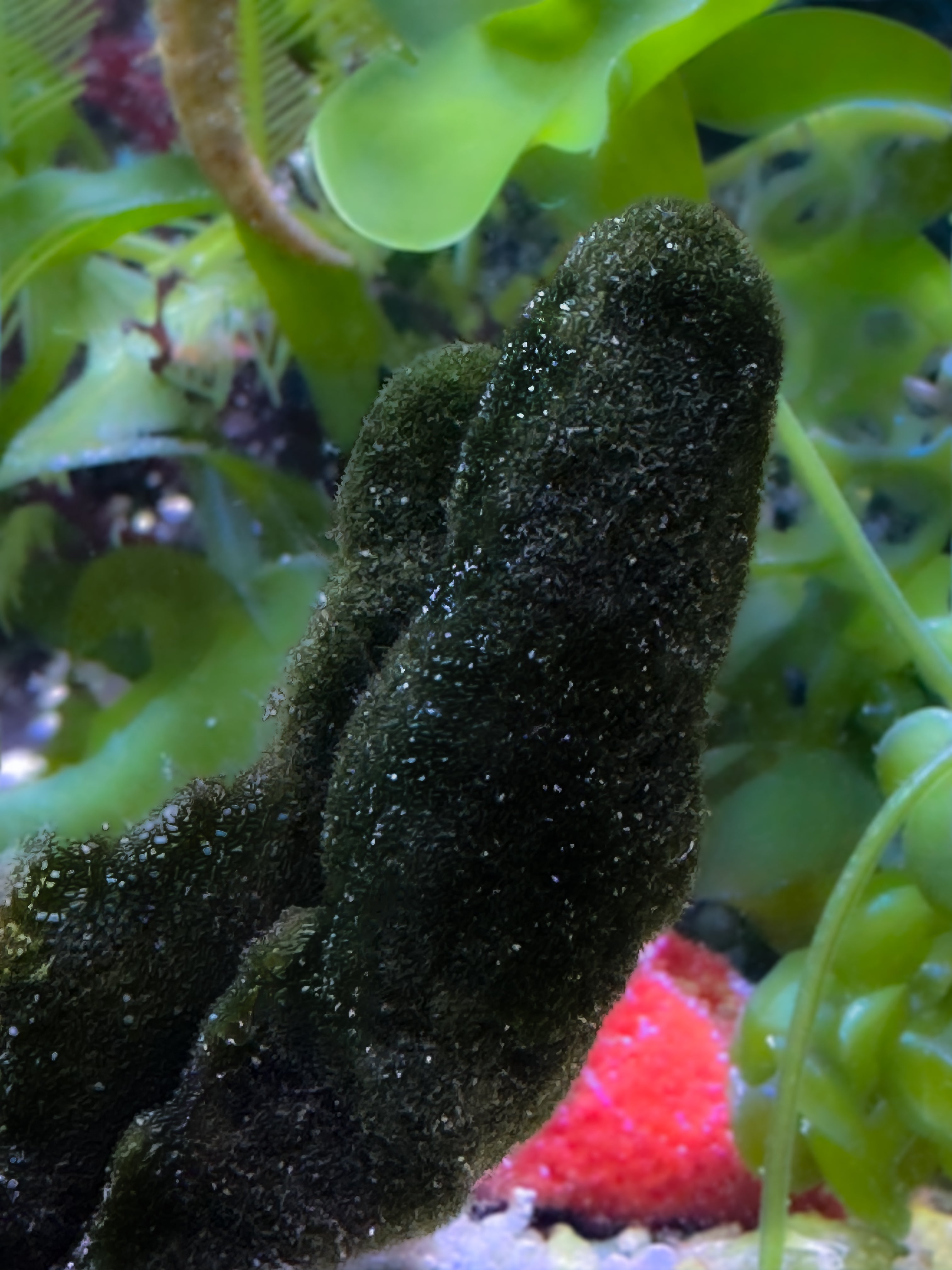 Avrainvillea rawsonii