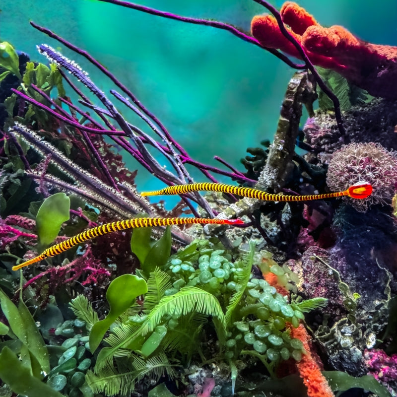 Many Banded Pipefish
