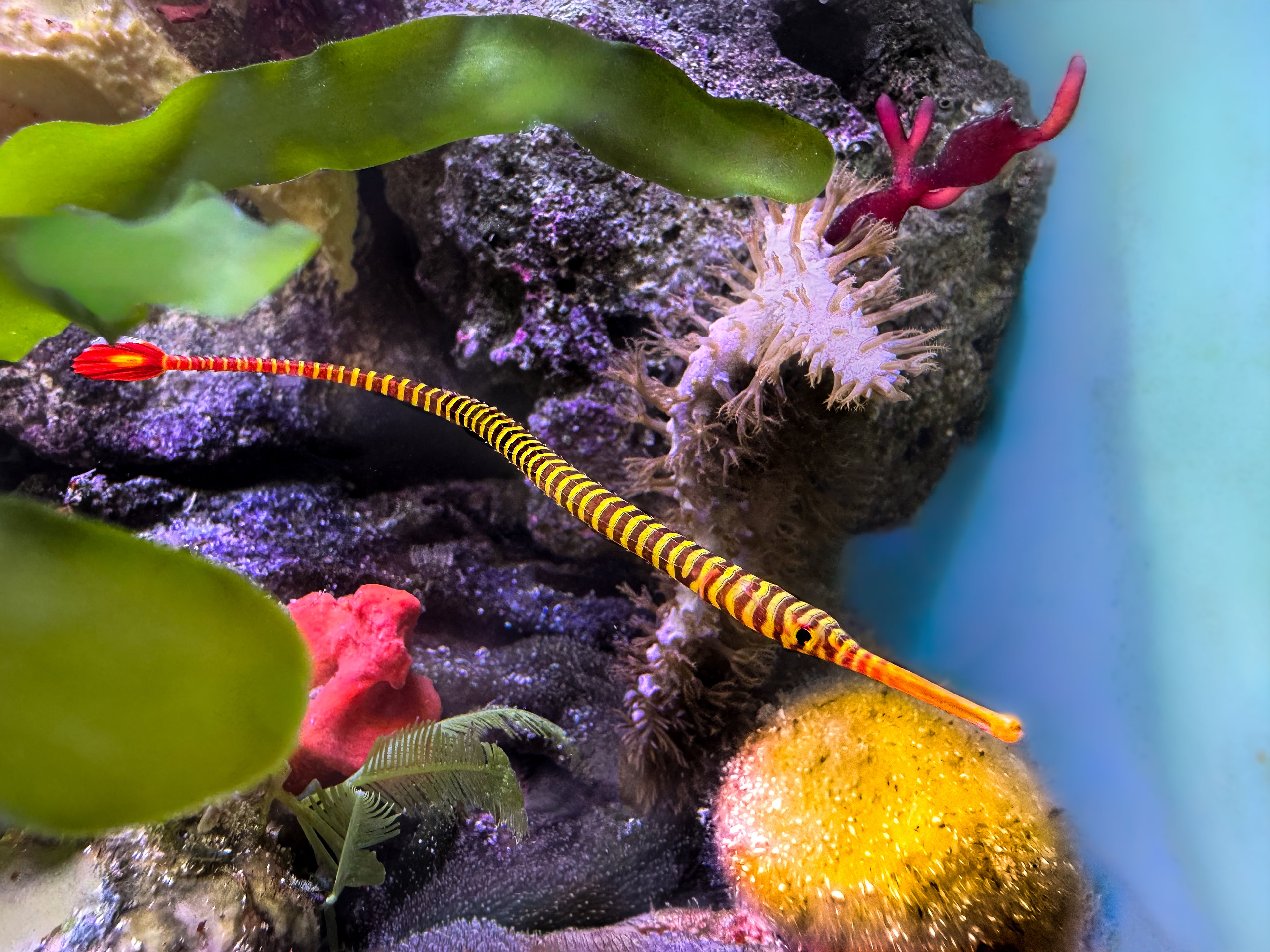 Red Banded Pipefish