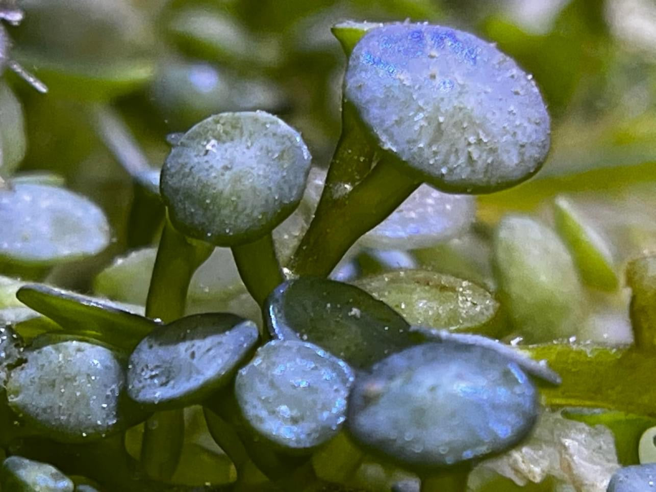 Caulerpa racemosa var. peltata