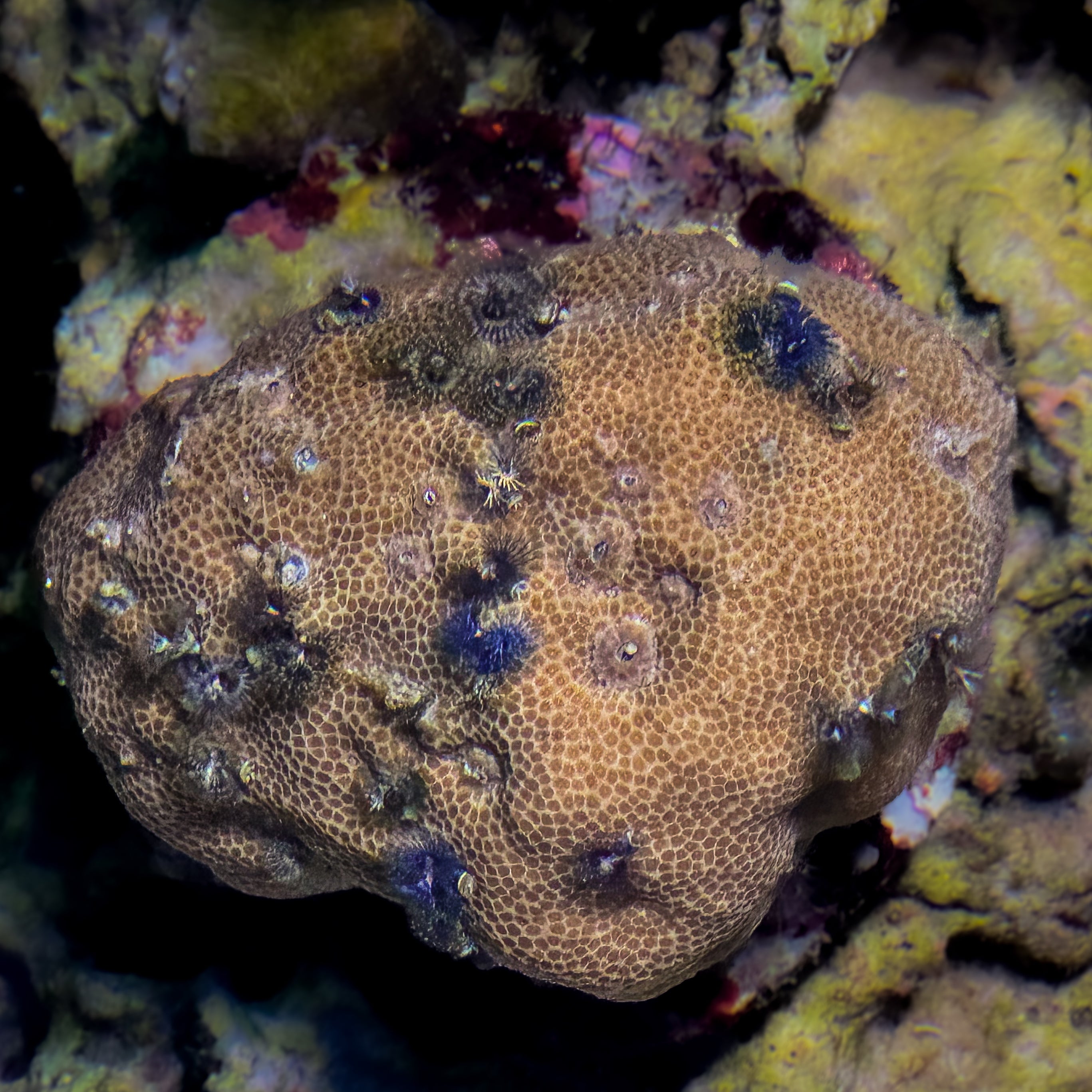 Bisma Christmas Tree Worm Rocks