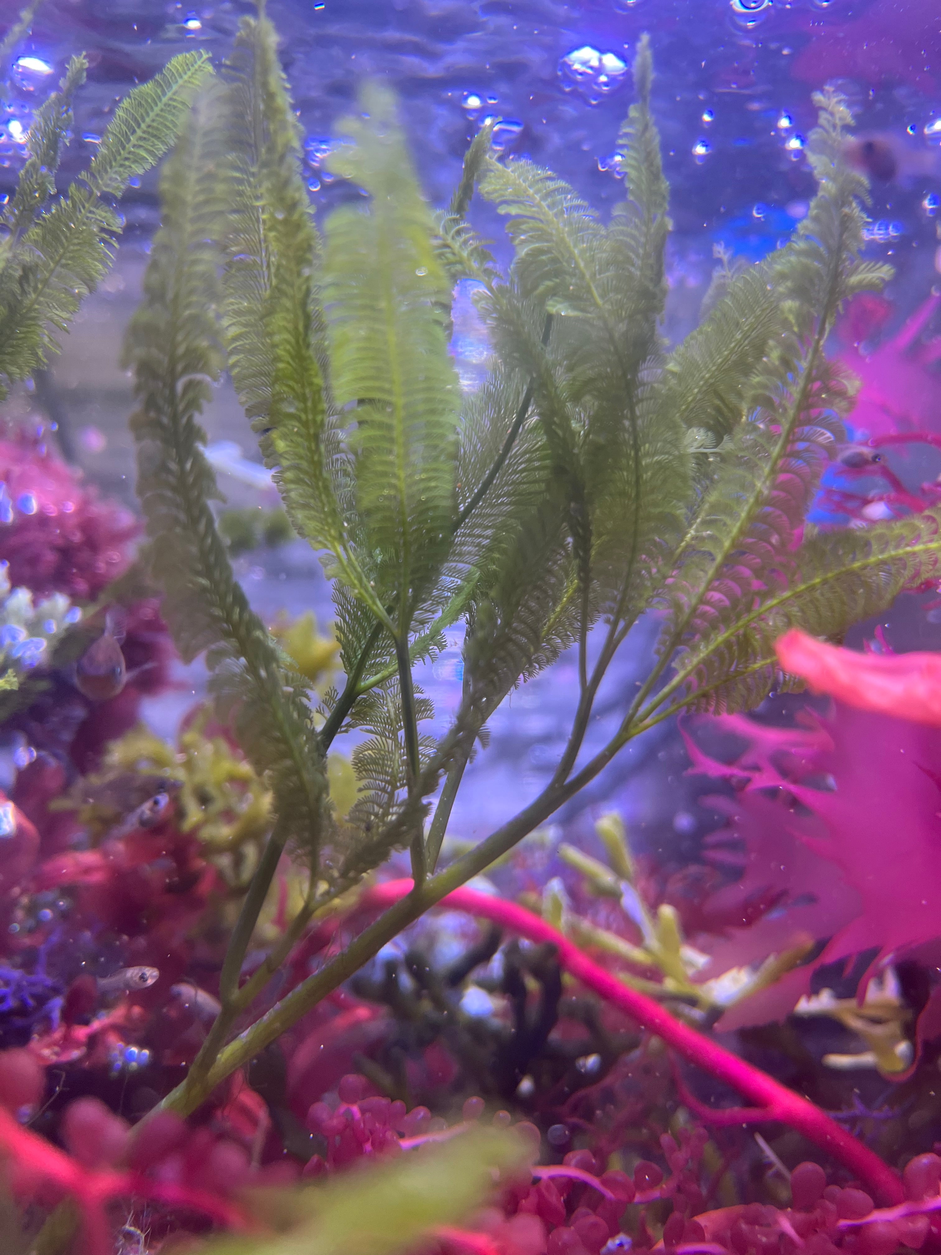 Caulerpa paspaloides