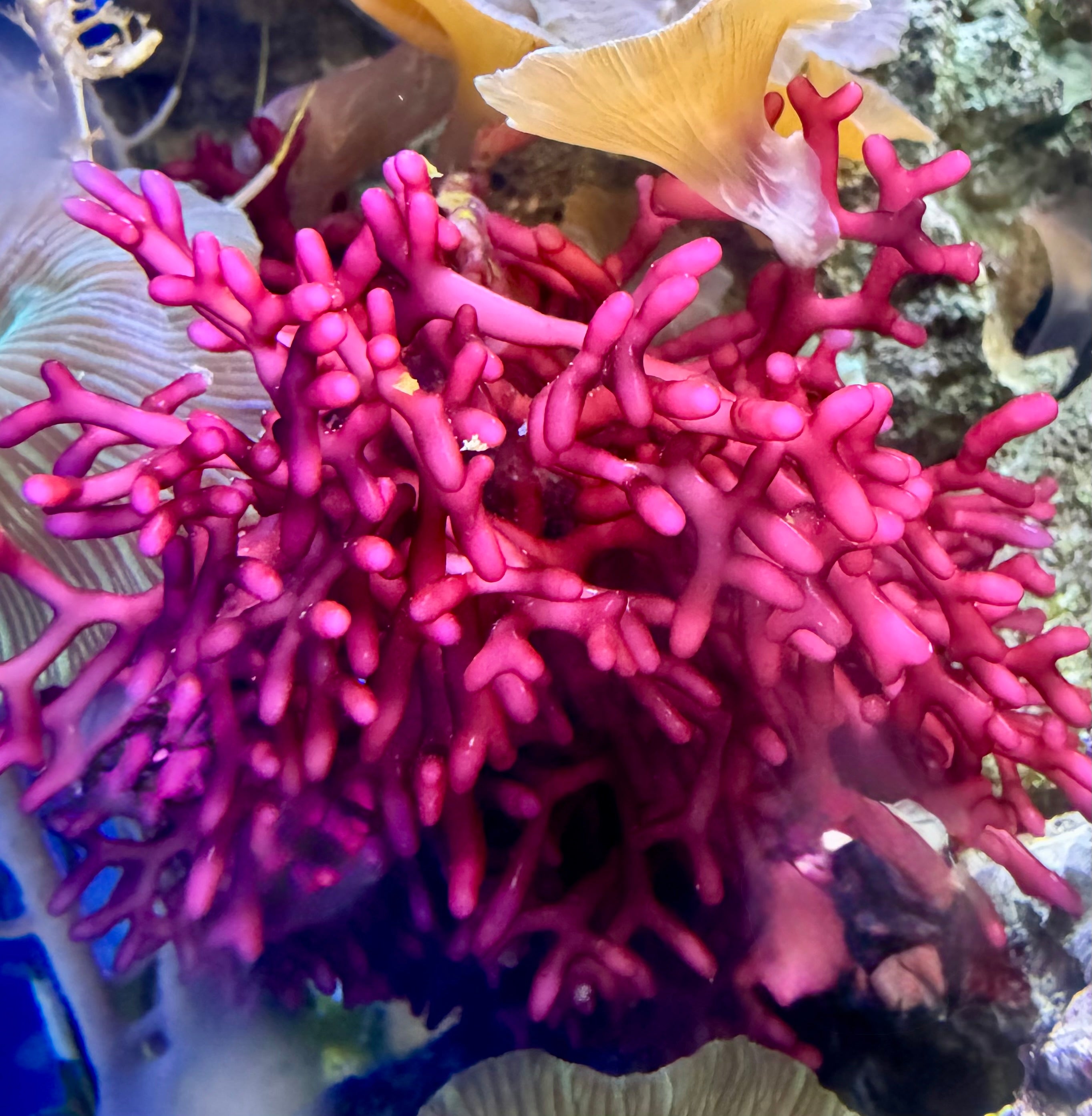 Rhodopeltis sp.