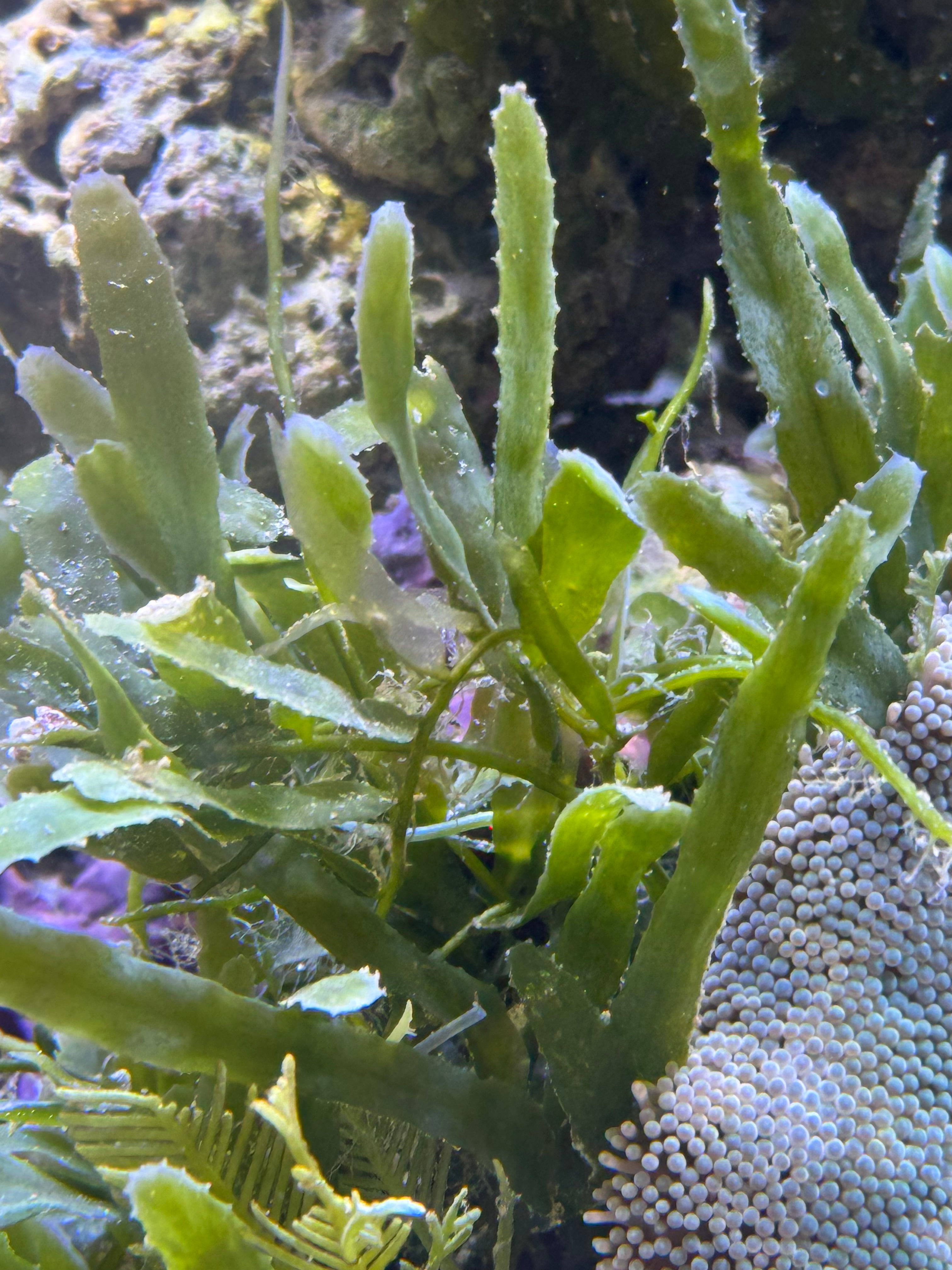 Caulerpa brachypus