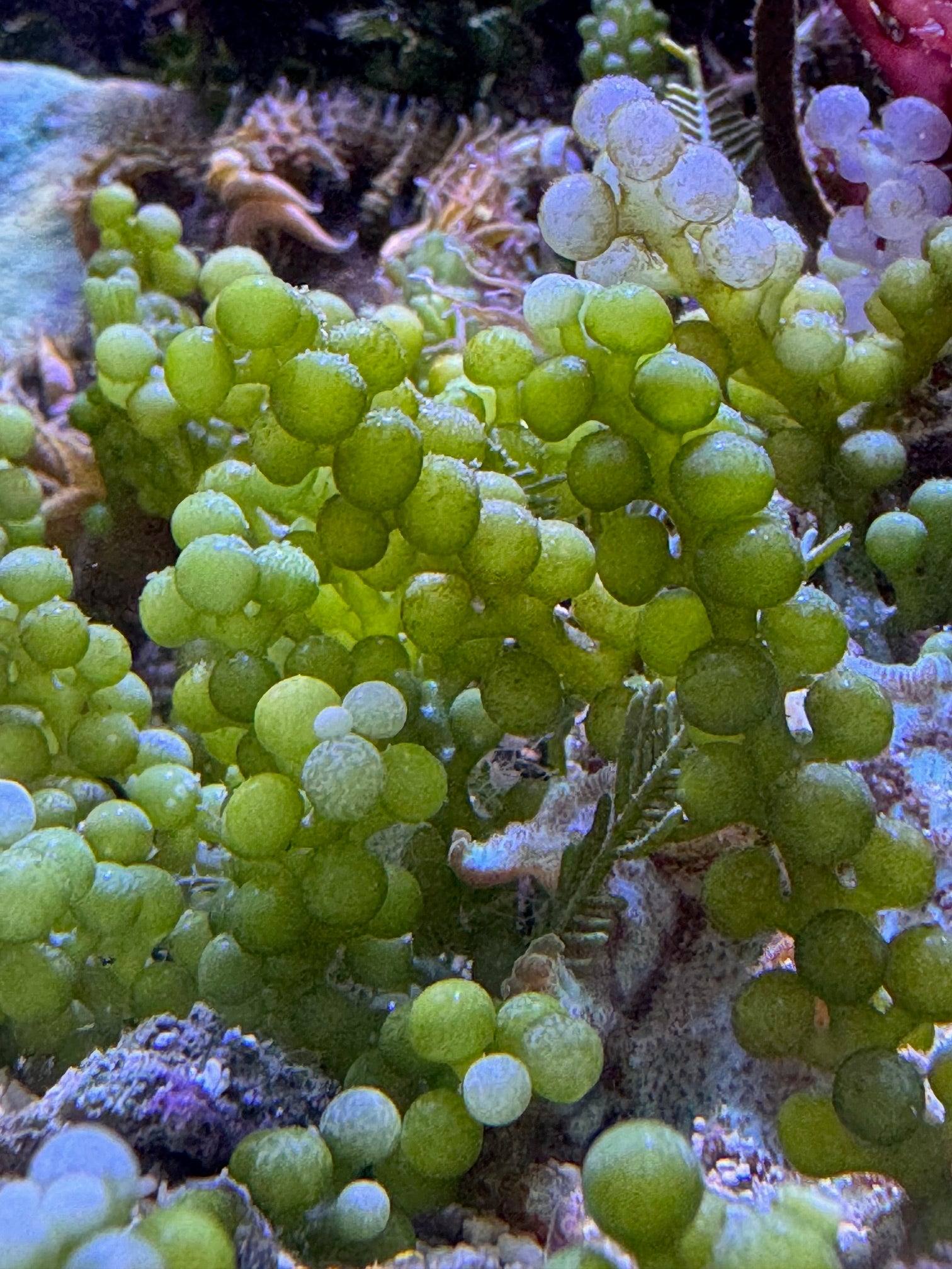 Caulerpa Racemosa var. Cylindracea