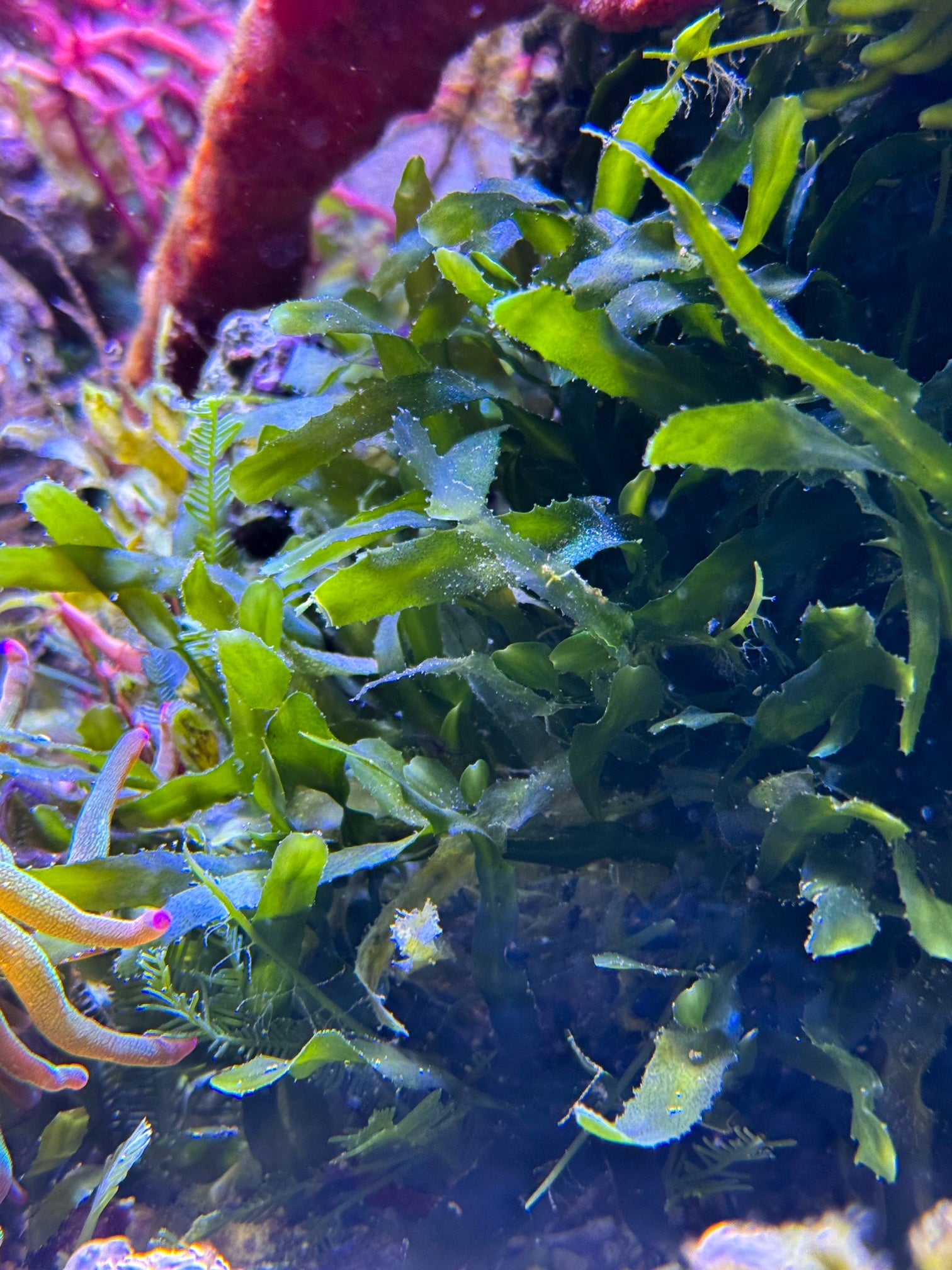 Caulerpa brachypus